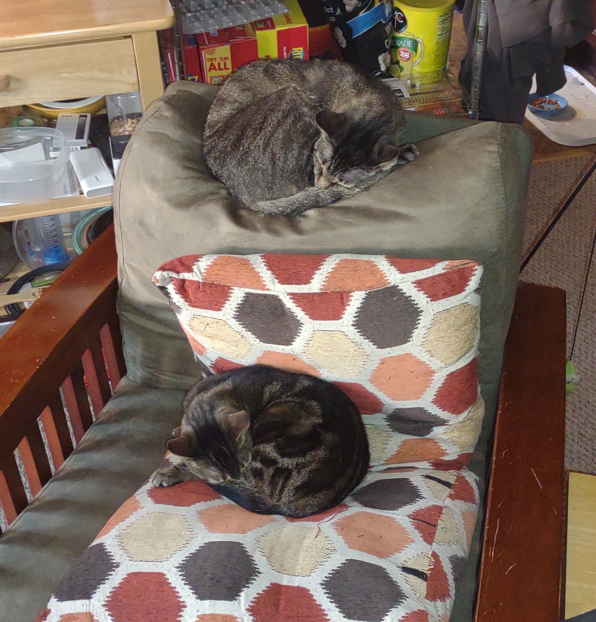 Lazy Sunday Vibes with Adorable Kittens
