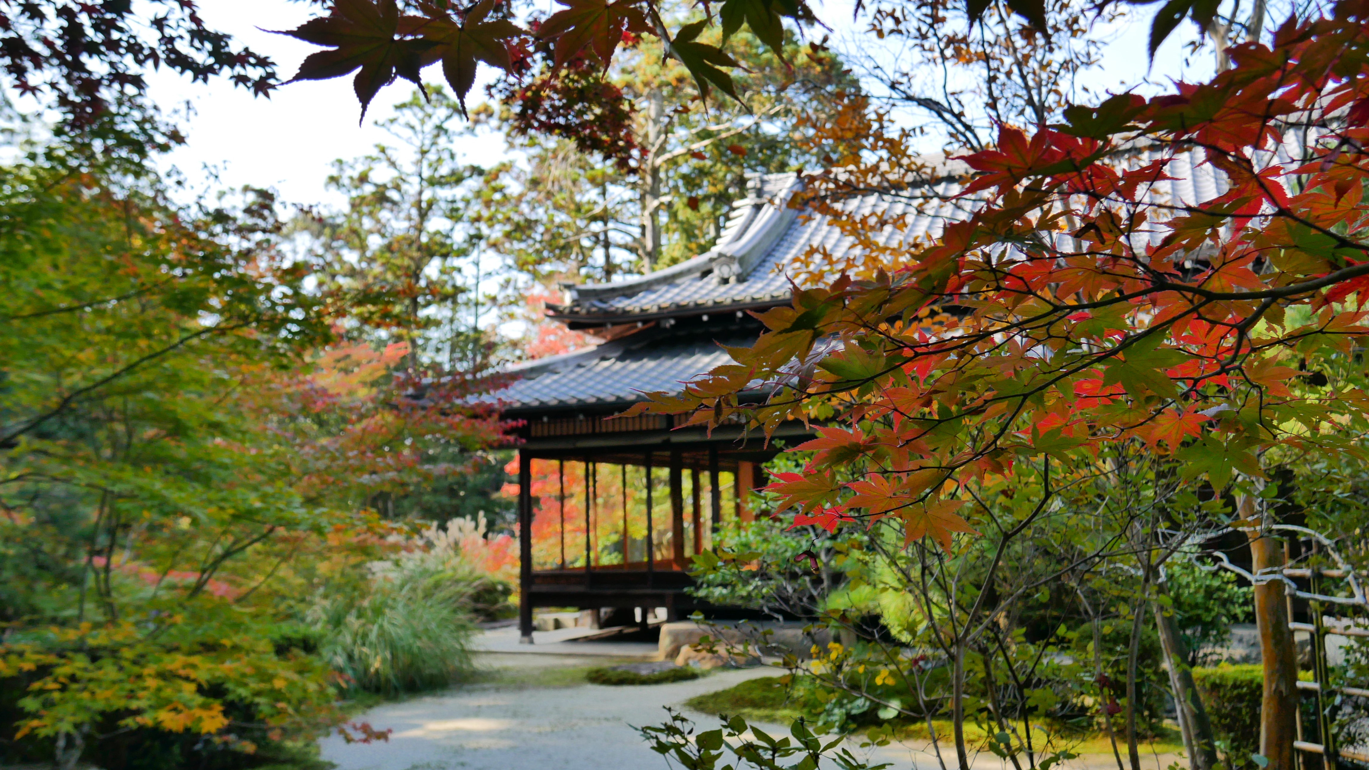 Captivating fall foliage: A Japan-inspired spectacle.