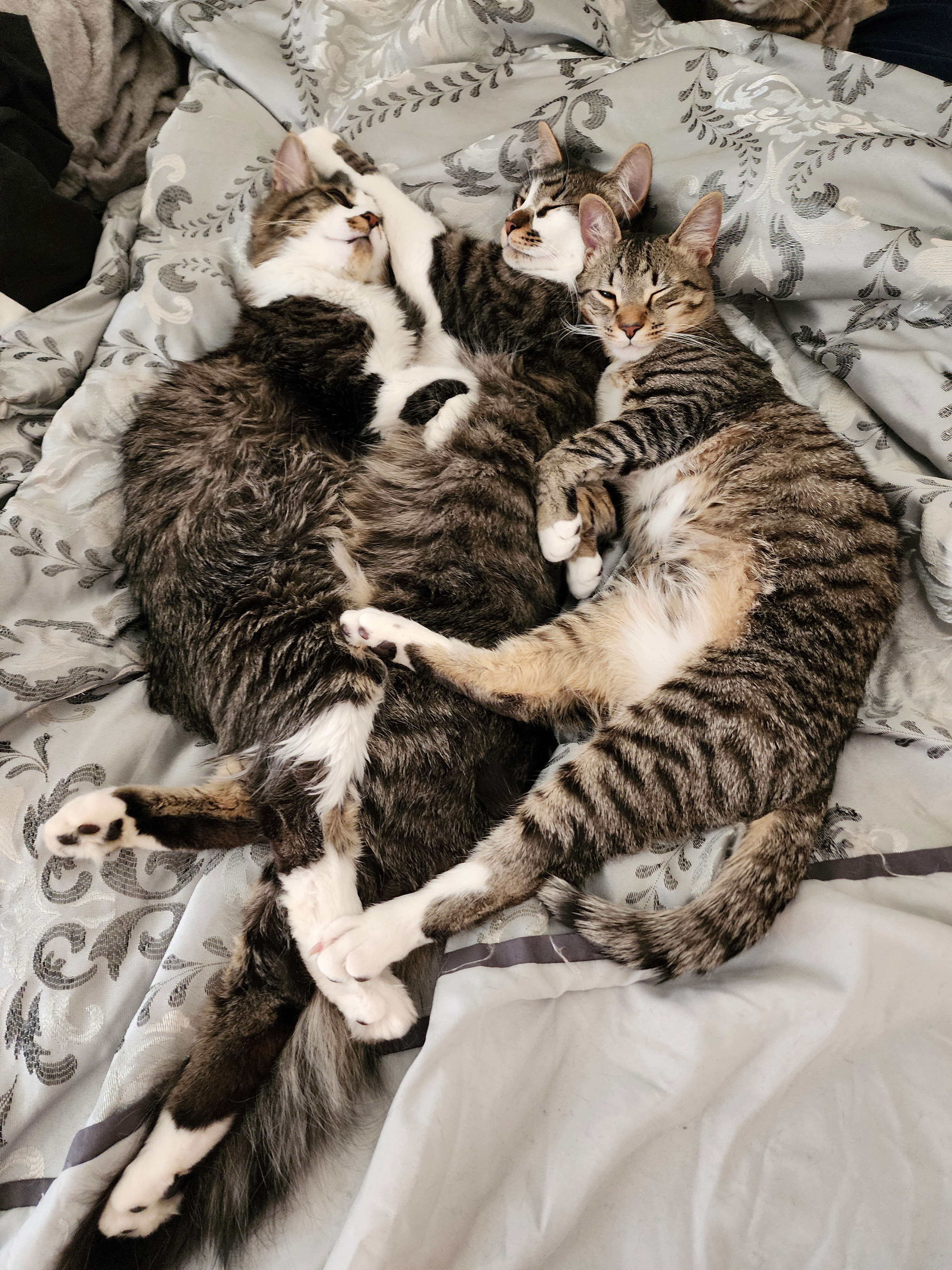 It's Freezing Outside: Time to Snuggle Up with Your Buddies