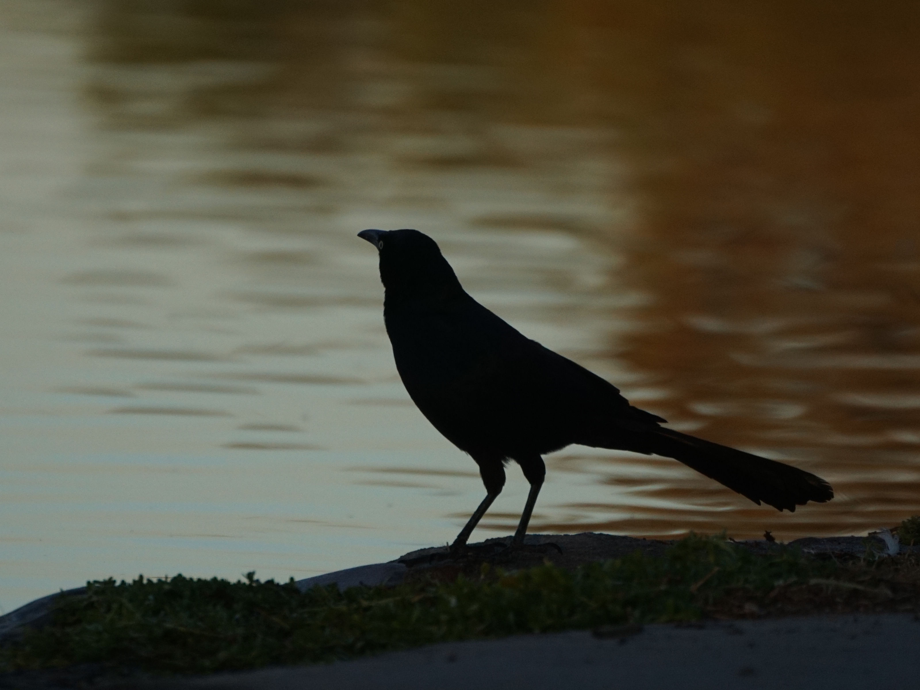 Birdwatching at Granada Park: A Feathered Paradise