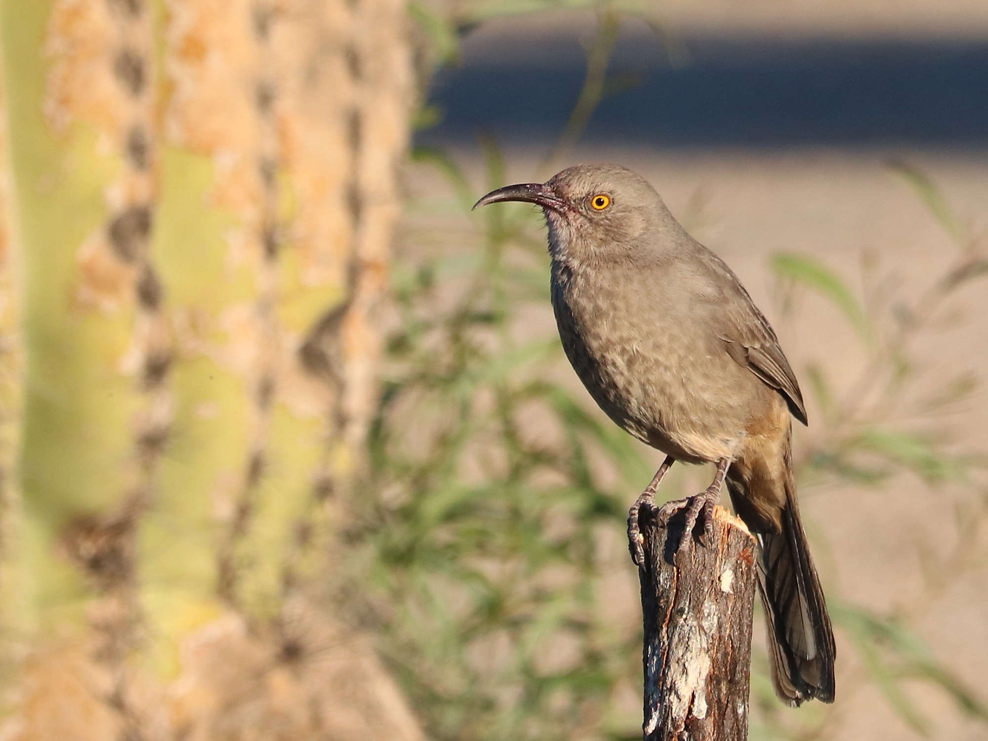 Birdwatching Along the Scenic Western Canal