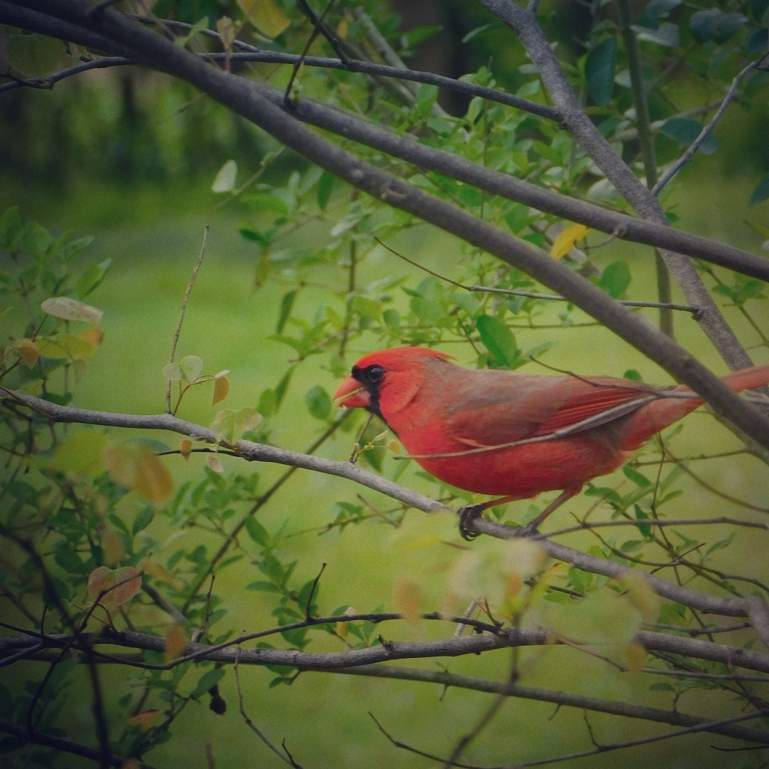 Meet Sam the Cardinal and His Girlfriend Tiffany in Our Backyard