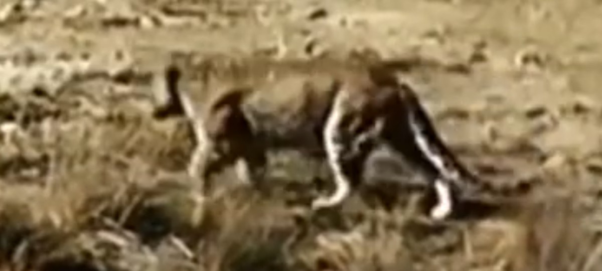 Incredible Monster Leopard Spotted: Highland Jaguars in Action!