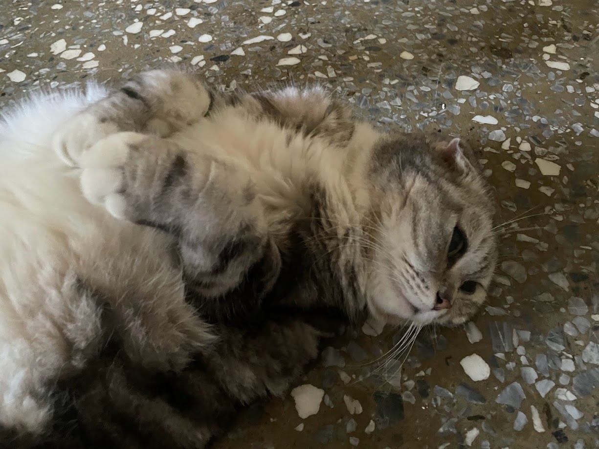 Another cat moment