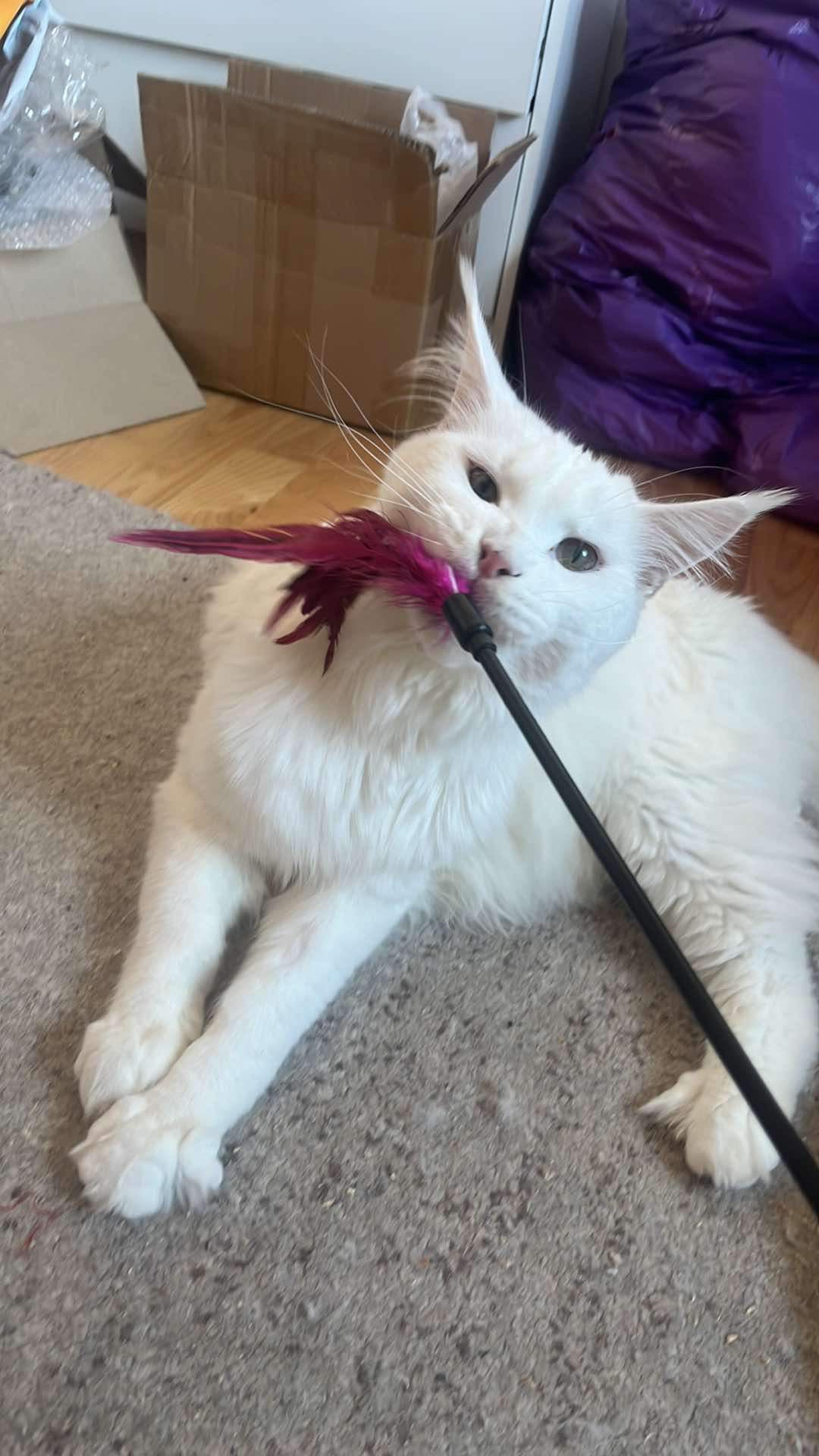 A Recent Photodump Featuring Gandalf