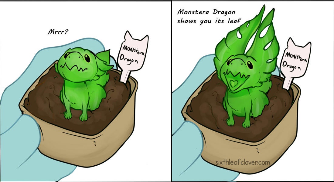 Meet the Monstera Dragon!