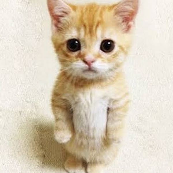 Meet the Adorable Gato Bonito