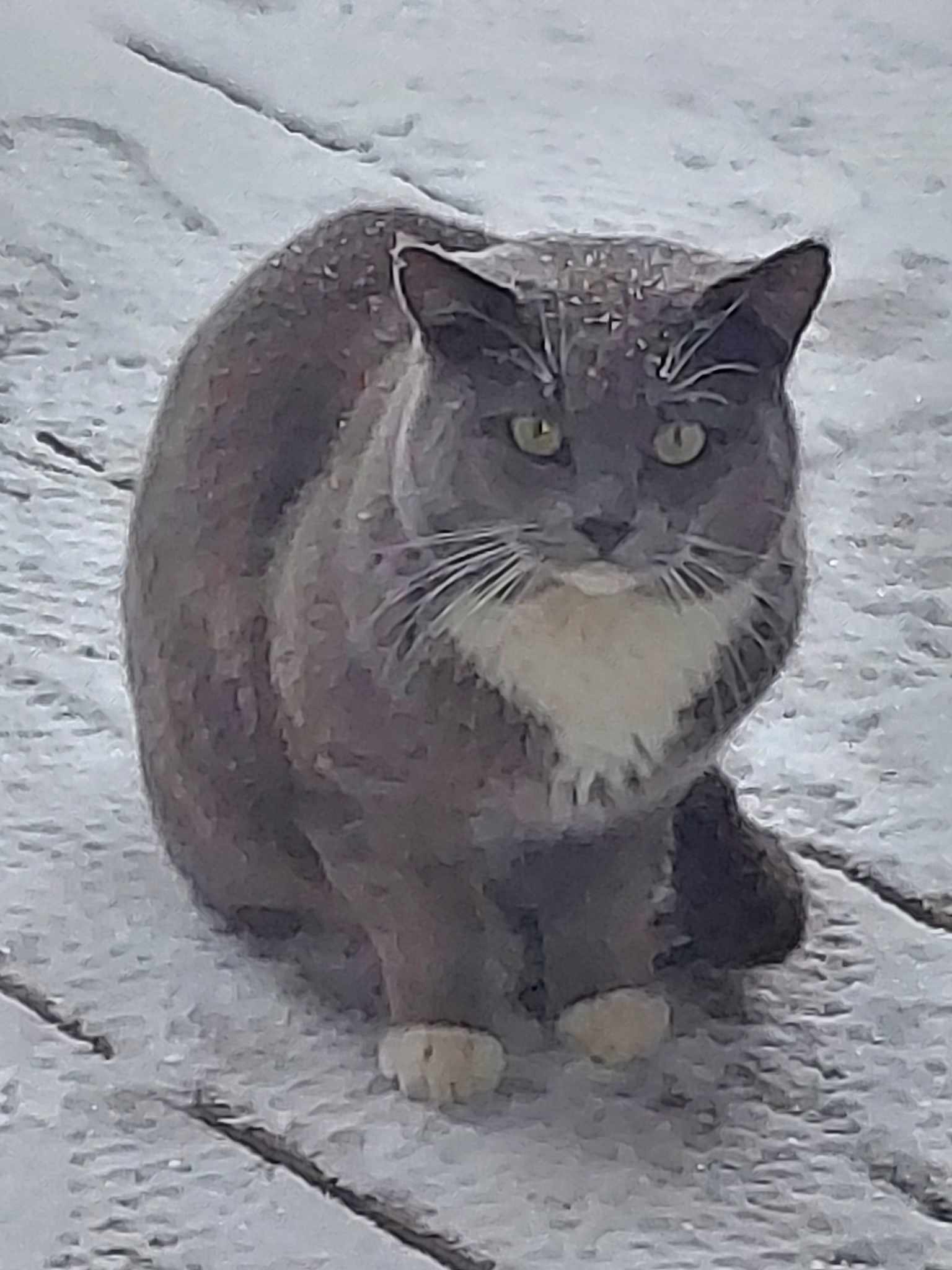 Introducing SnowBaby: The cutest winter companion