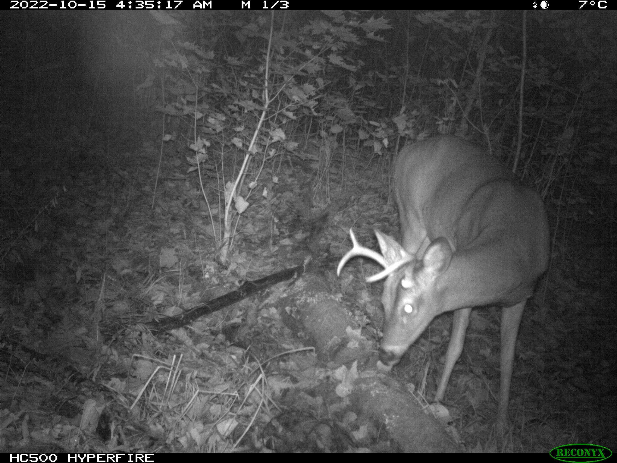 Meet the Majestic White-tailed Deer