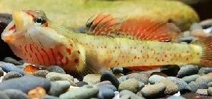 Introducing the Rhinogobius duospilus: The Charming White Cheek Goby