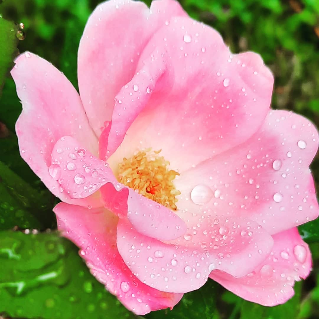 Delicate Water Droplets on a Beautiful Pink Rose