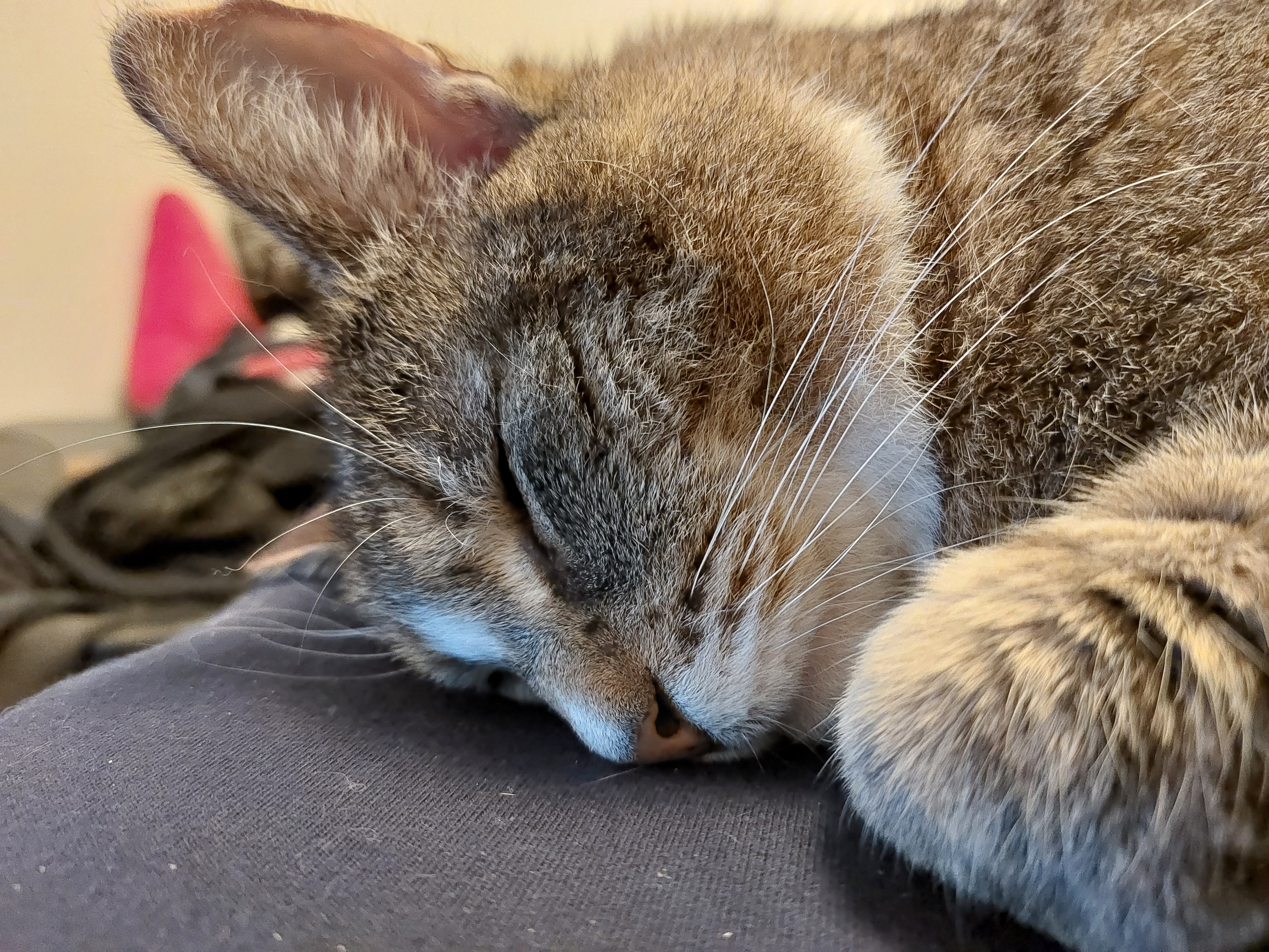My Boy Gunnar: The Ultimate Companion