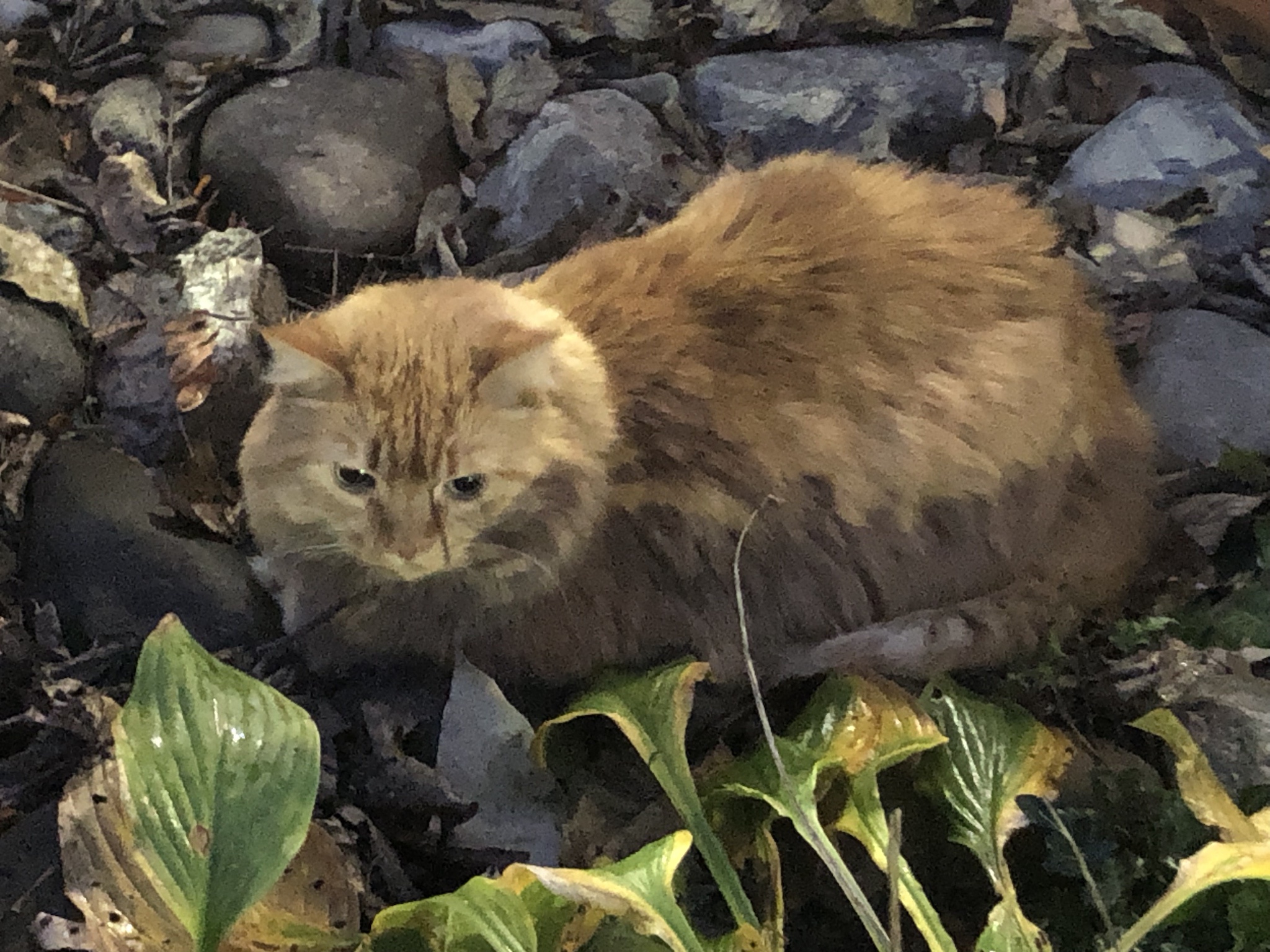 The Great Pumpkin Adventure