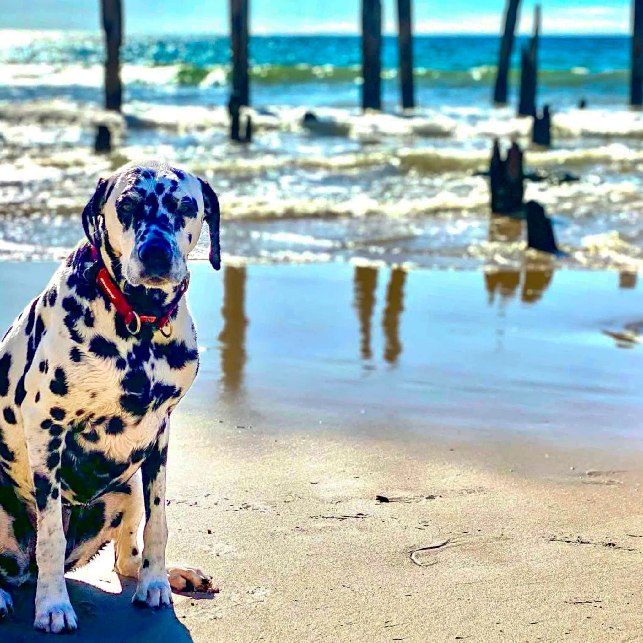 Meet Molly: The Star of the Show