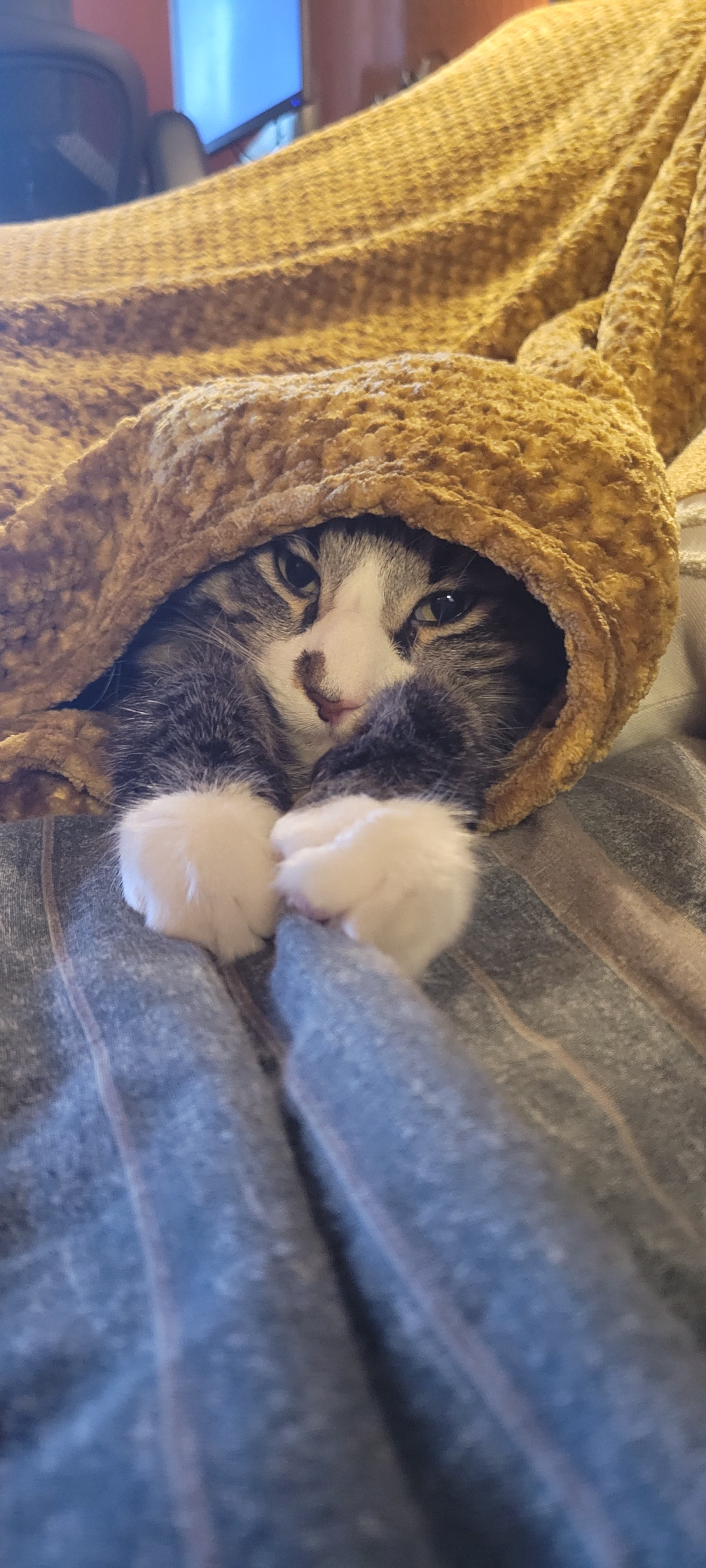 Meet Gulliver: The Comfiest Dog You'll Ever Know