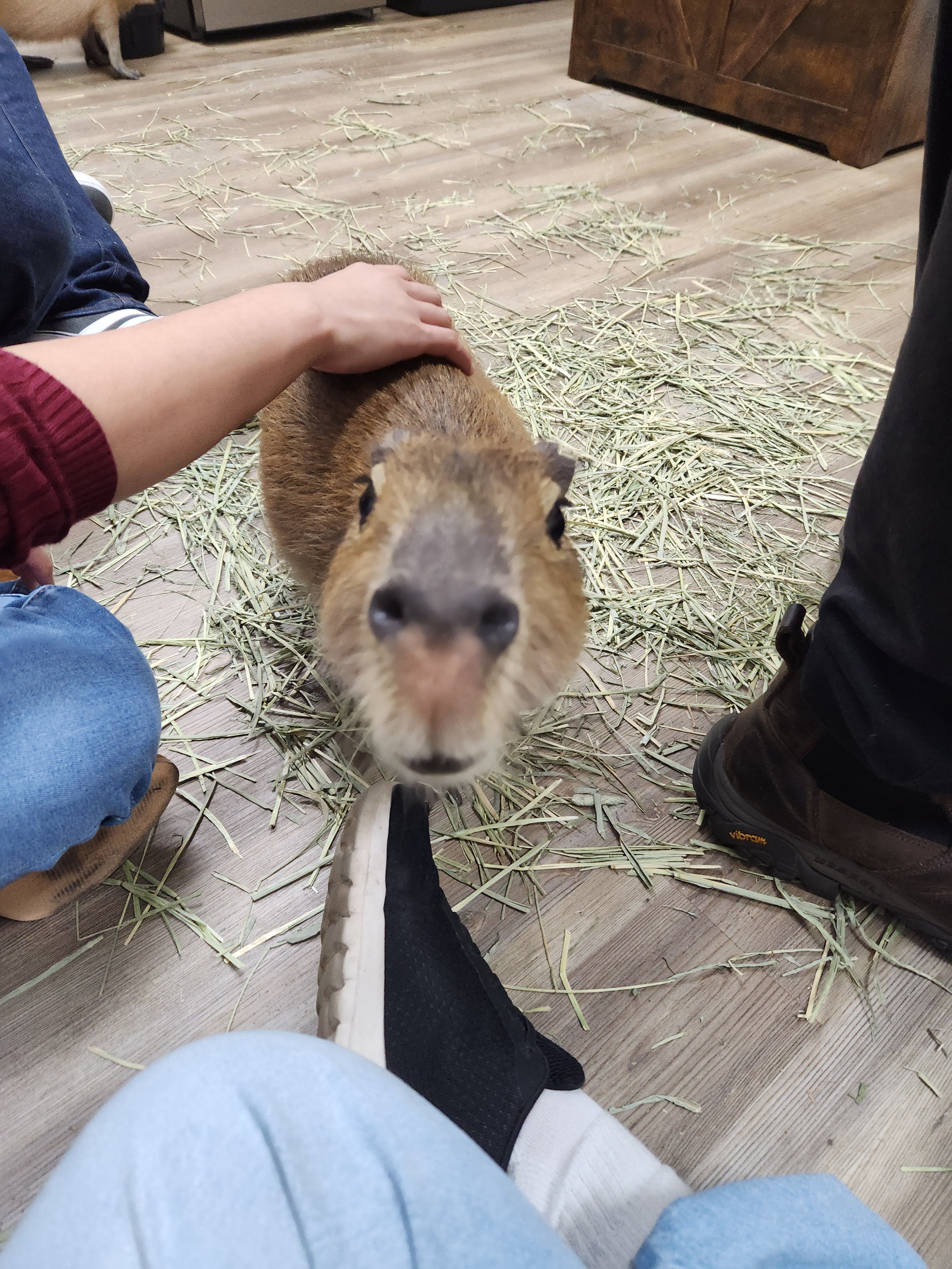 Taking a Political Break to Enjoy Some Capybara Cuteness