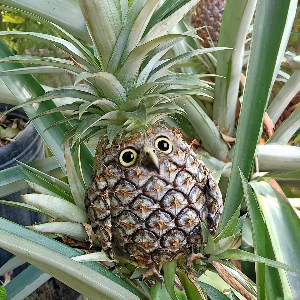 Would You Like a Pineappowl? (Featuring Seven Creative Images by 'AnimalsInThings')