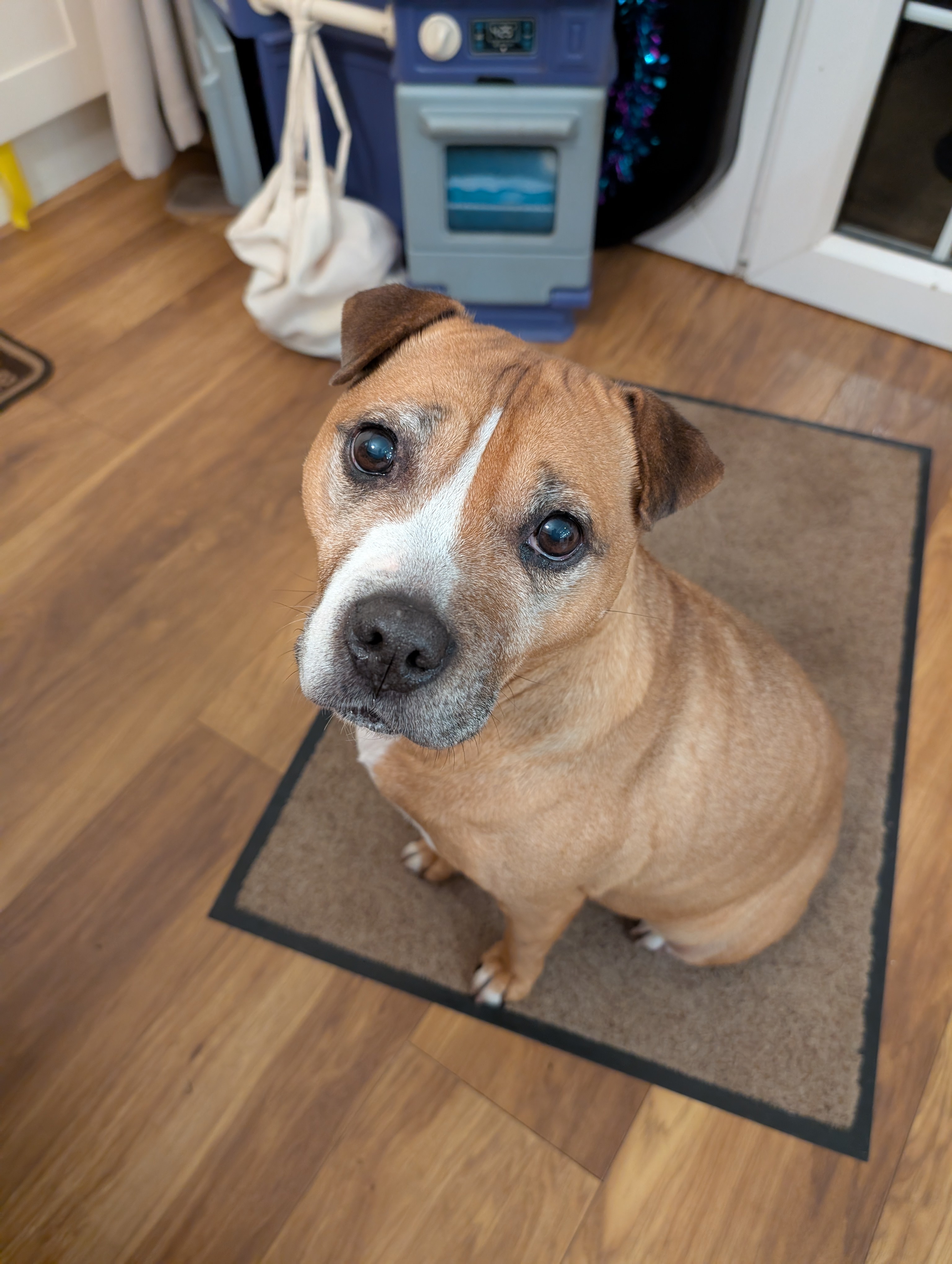 Meet Trixie, the 10-Year-Old Wonder Dog
