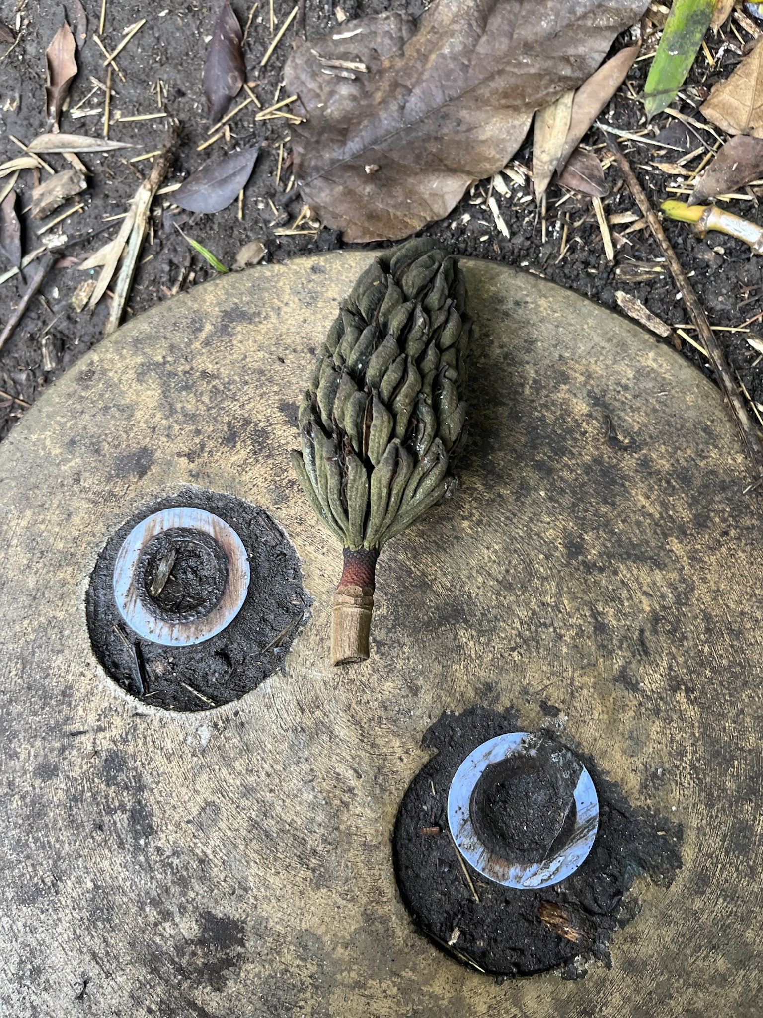 Check out this bizarre pine cone!