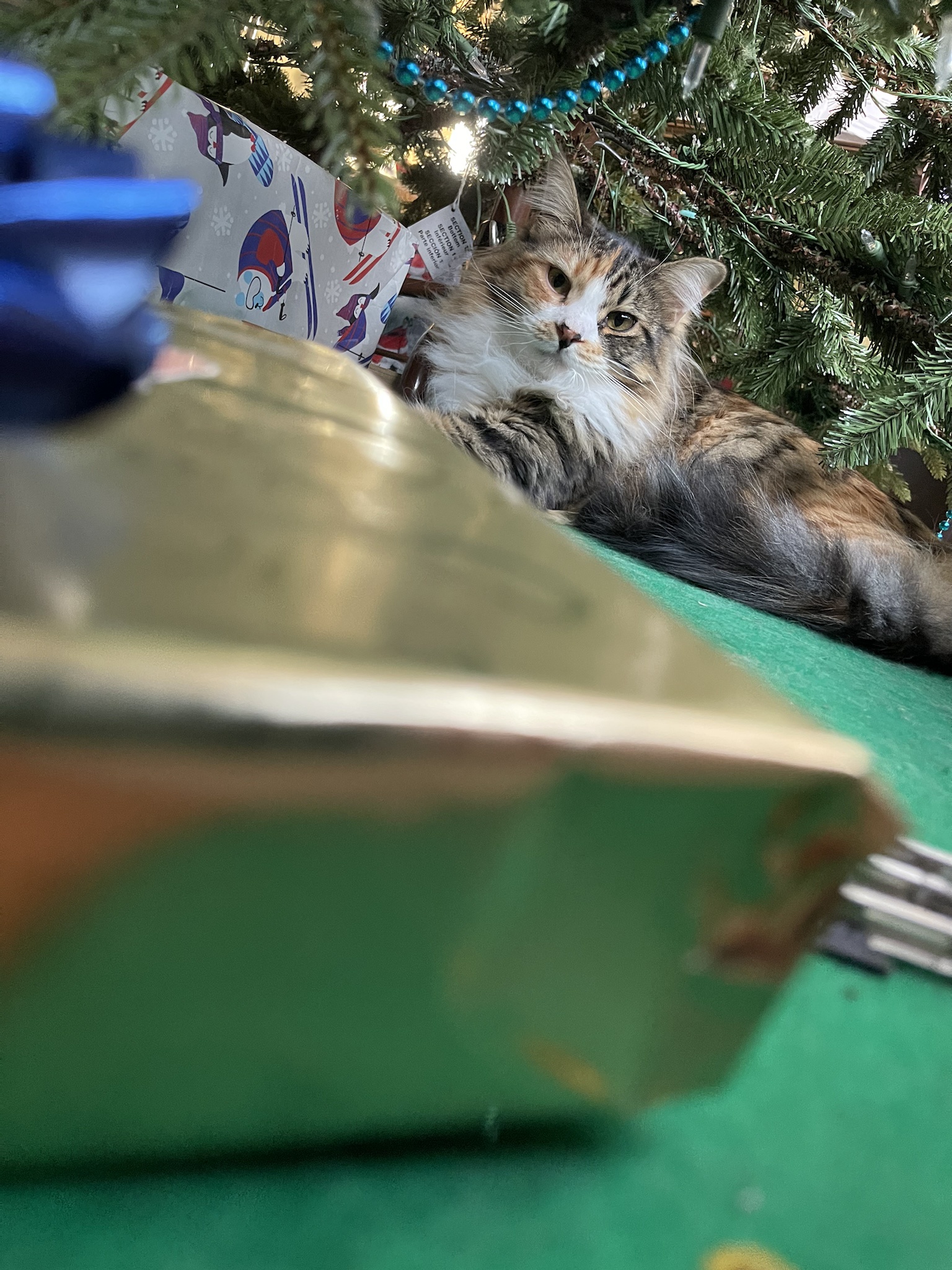 Napping under the Christmas tree is the best!
