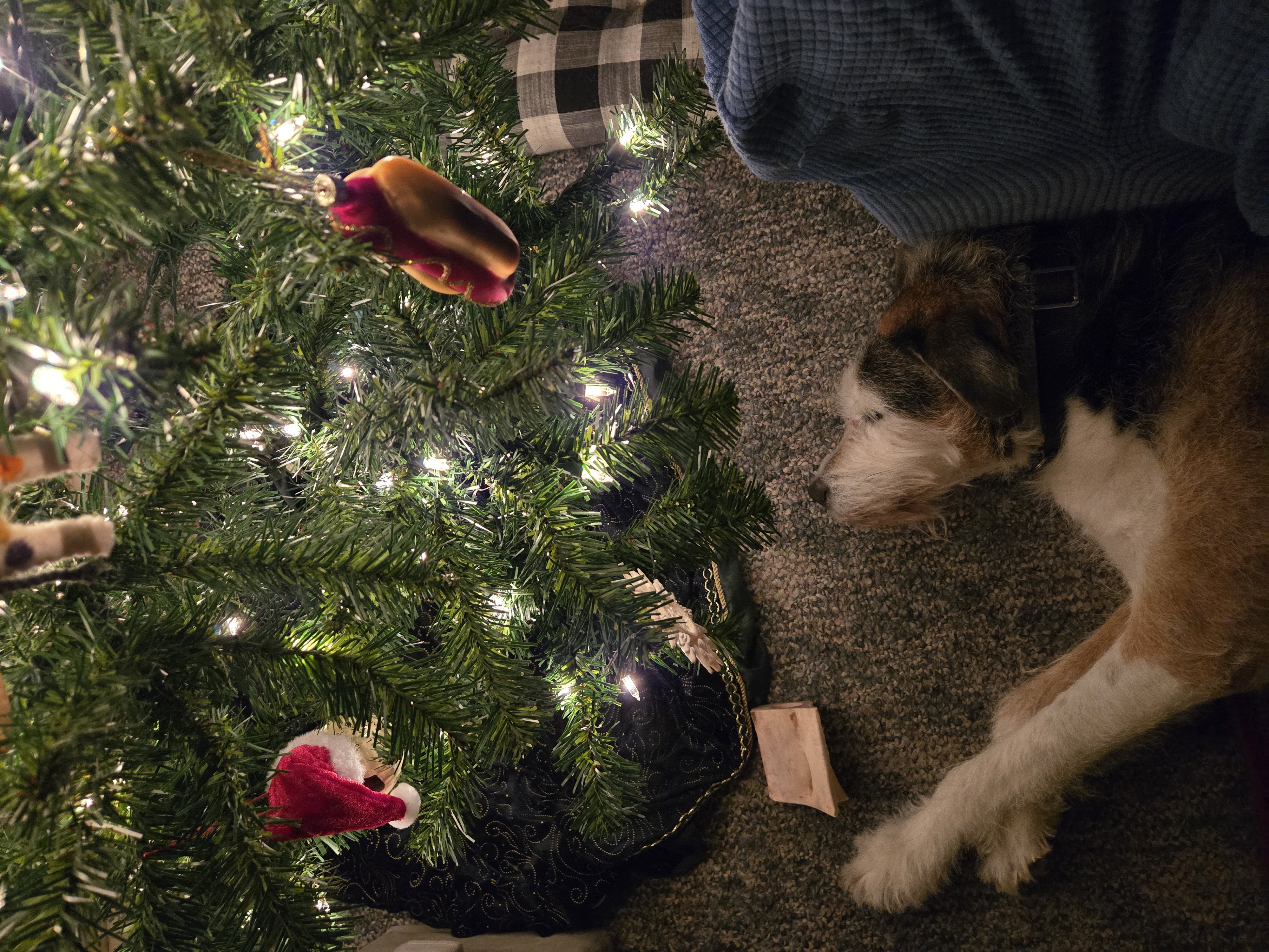Eagerly Anticipating Santa Paws' Arrival