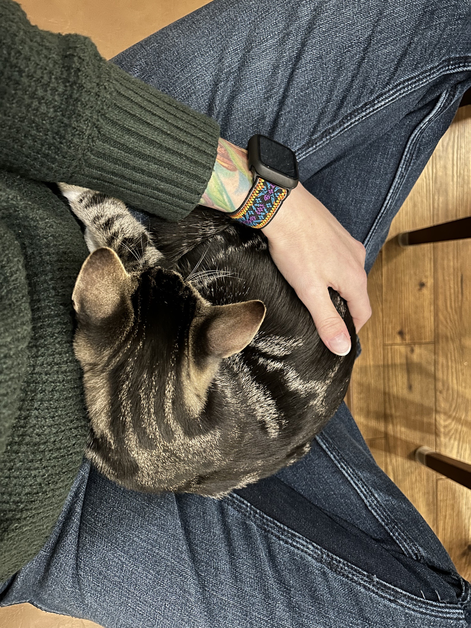 The closest I'll ever come to being a cat parent