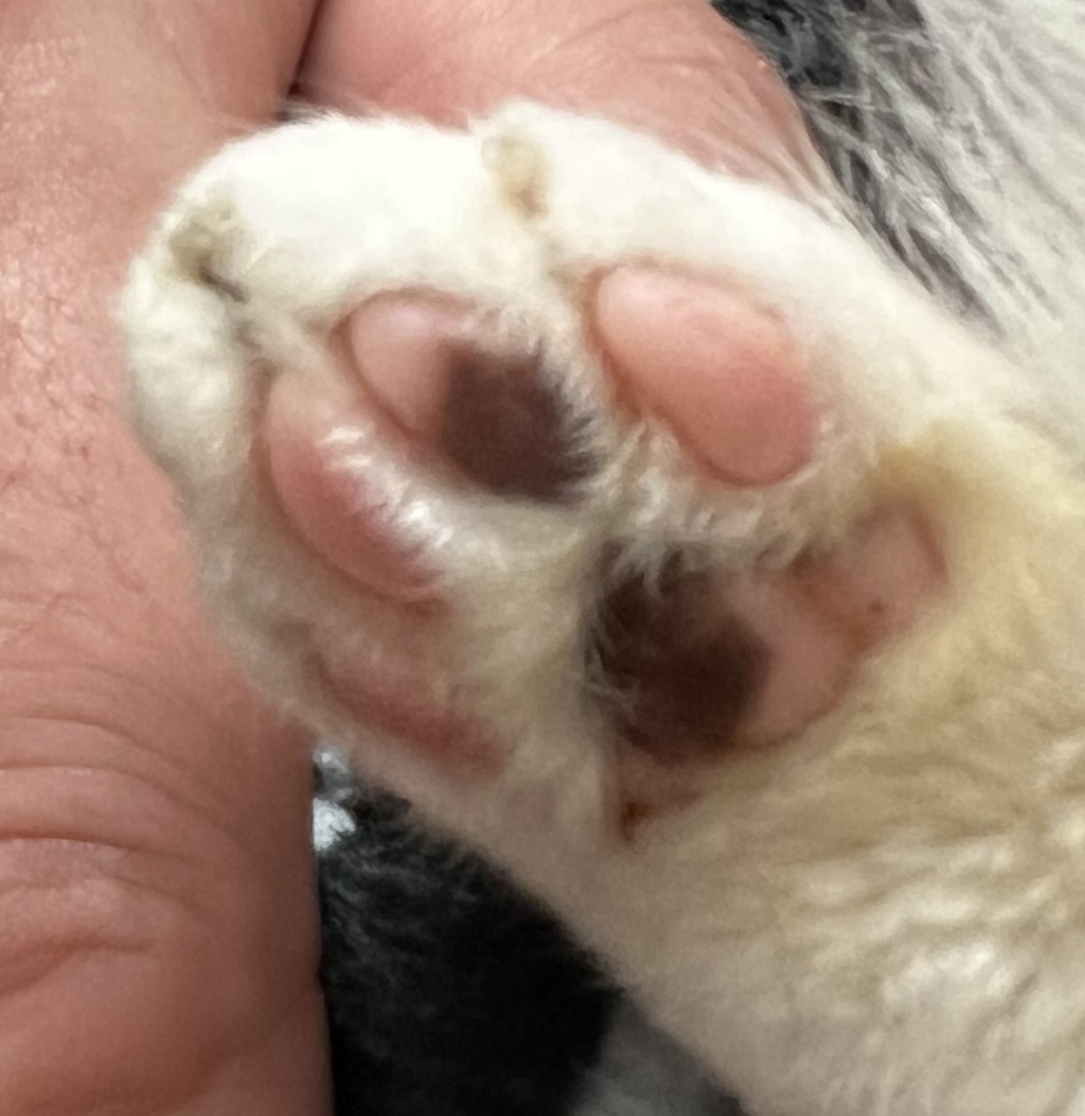 Adorable Toe Beans: The Cutest Paws Around