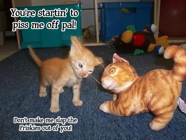 Meet the Sassy Cat with Attitude