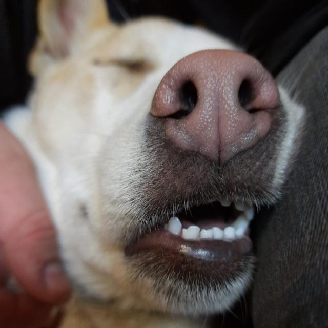 Meet My Adorable Pup, Dumpling: The Snore Master