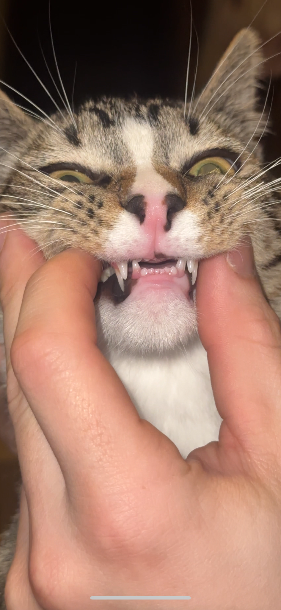 I had no idea this is what it looks like when cats get their permanent teeth!