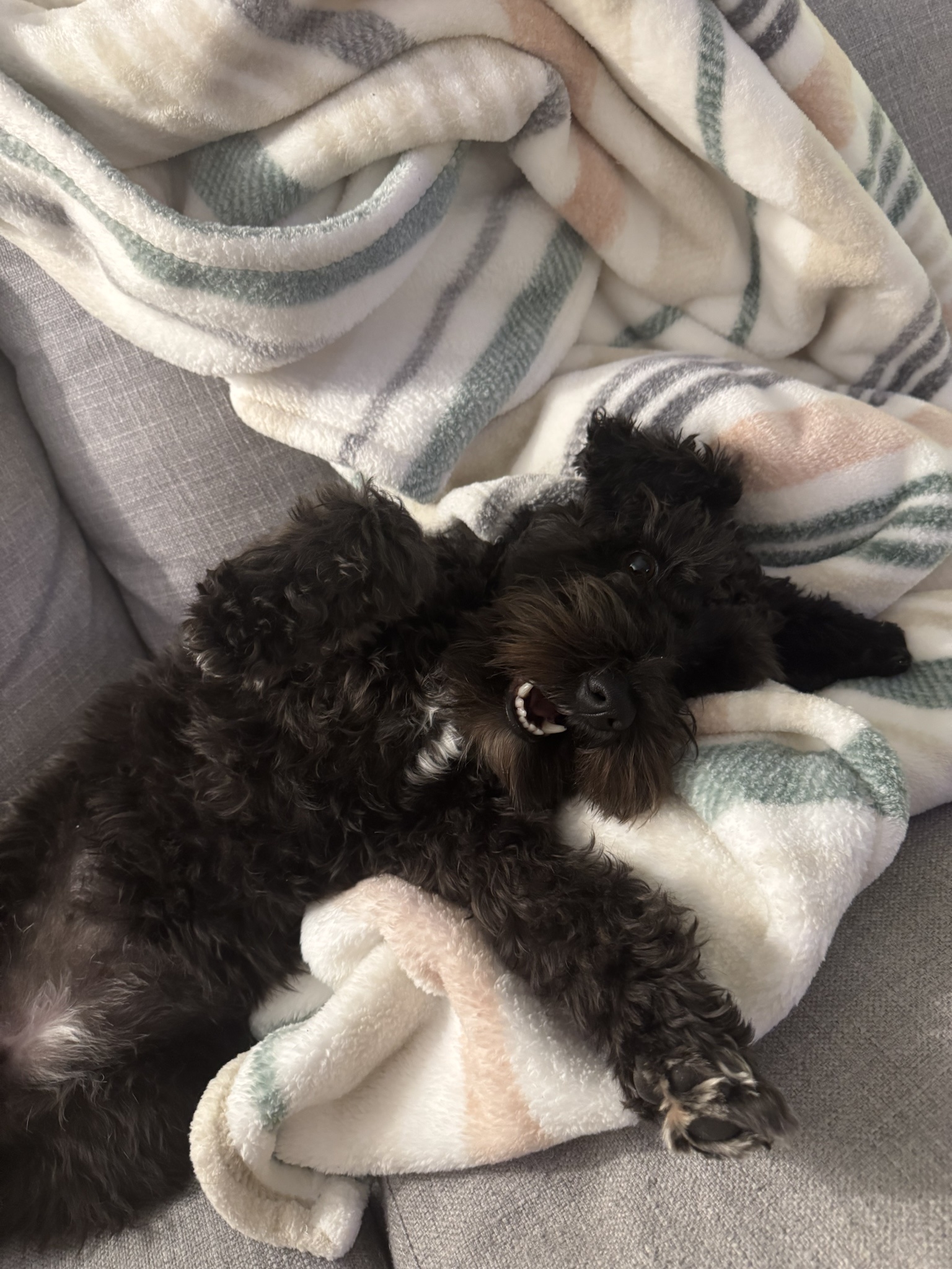 Your Daily Dose of Olive Goodness