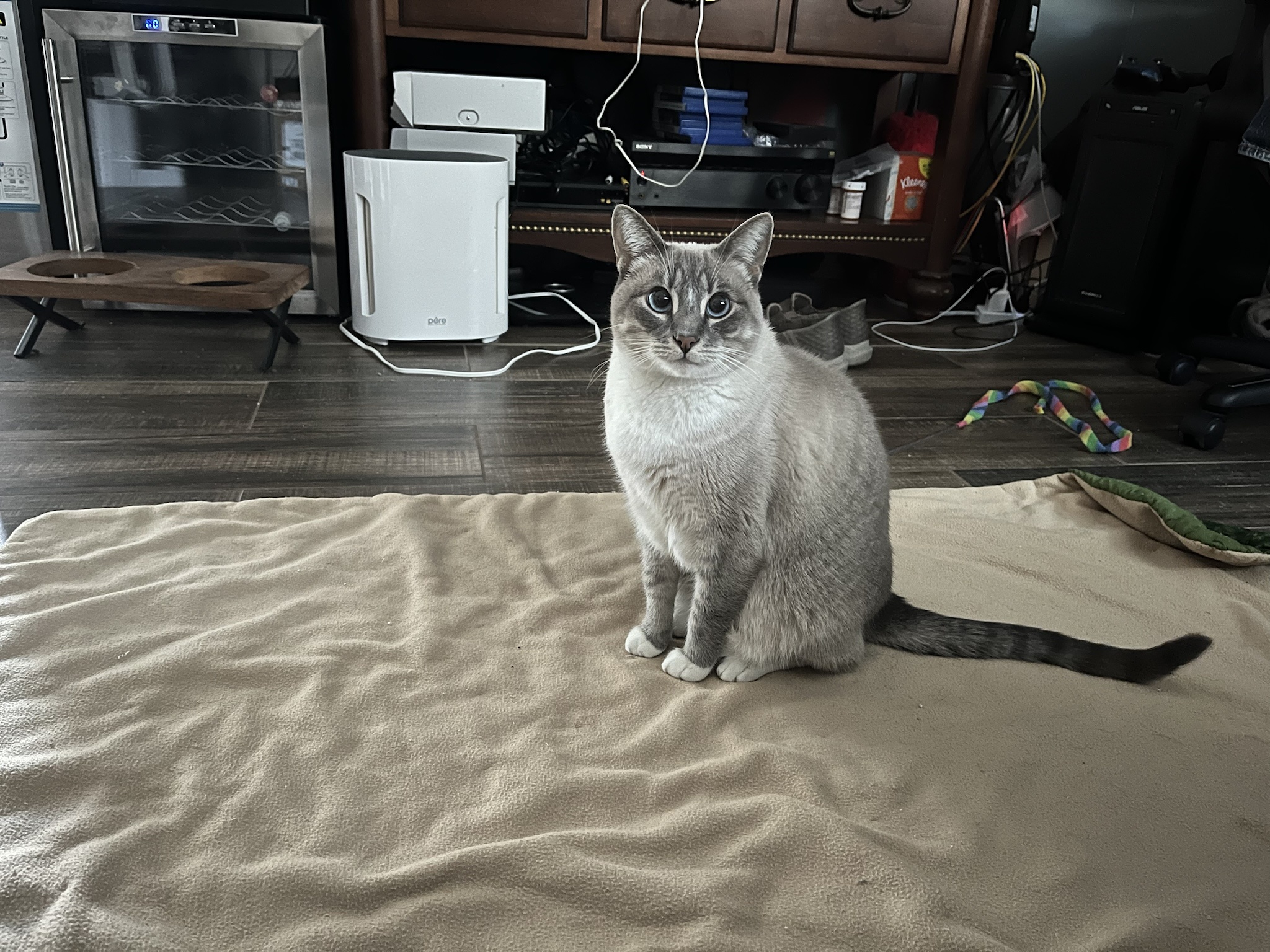 Daily Ivy Update: Cat Chronicles Day 323