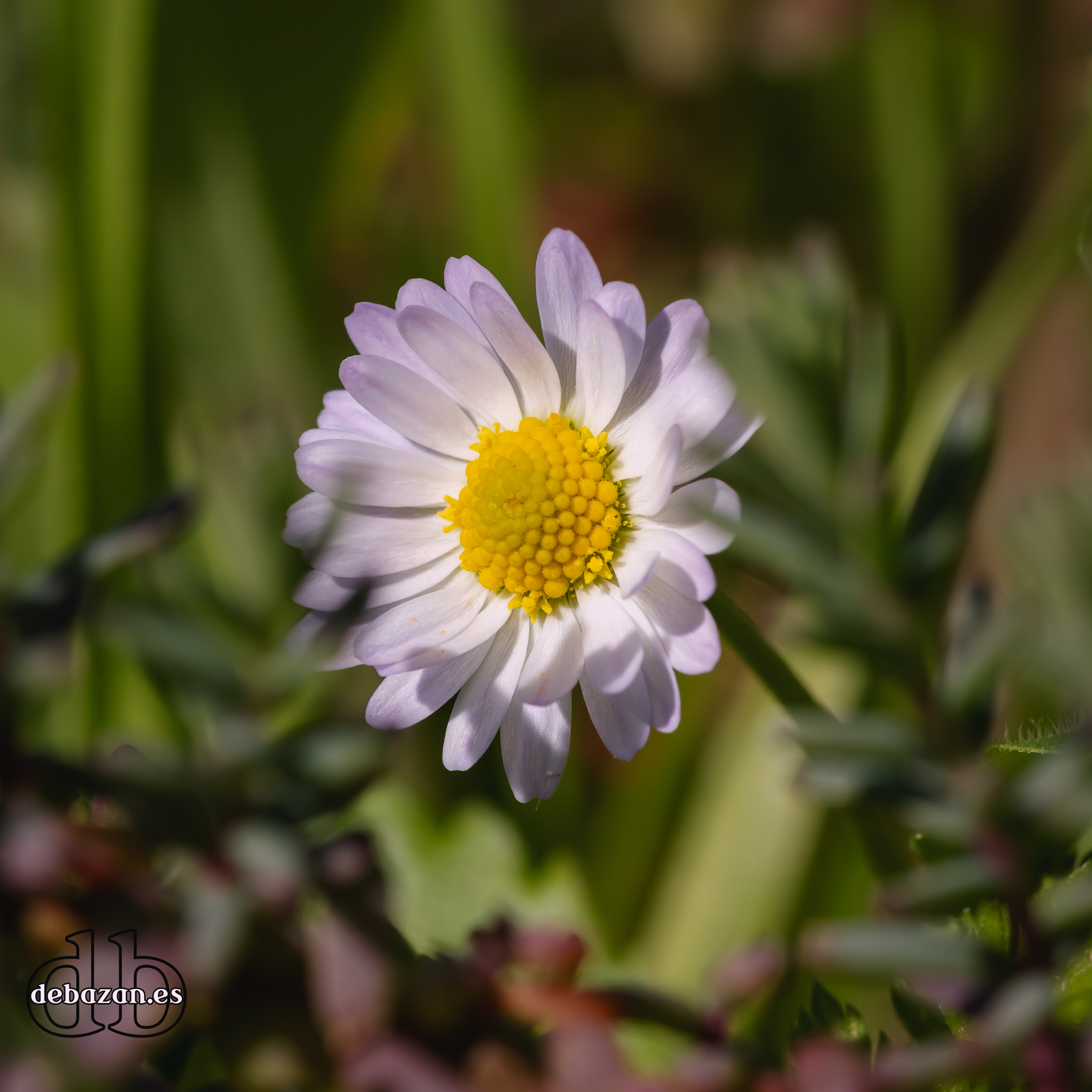 A Day in the Field: Capturing Nature's Essence