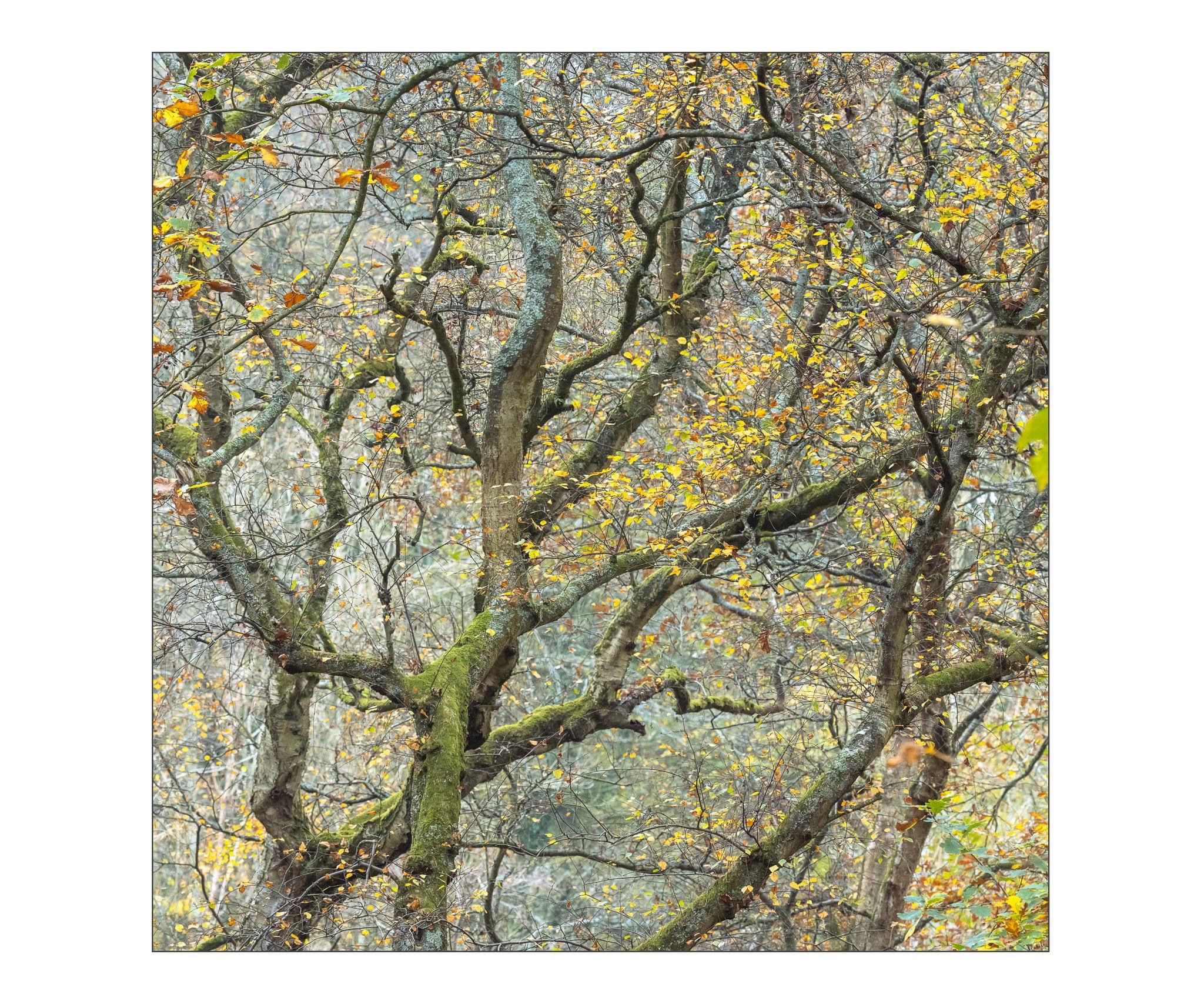 The Majestic Beauty of Trees