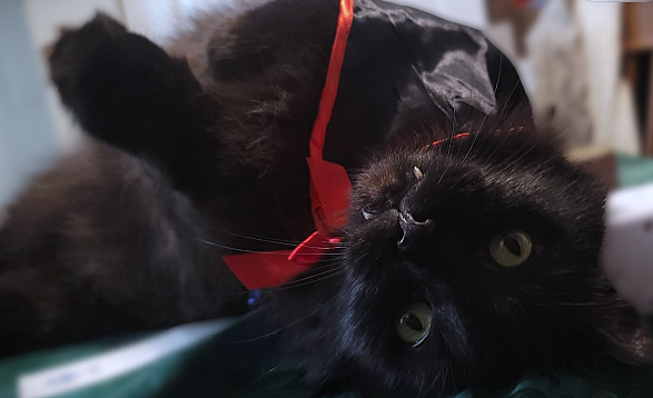 Meet Abra, the Spooktacular Halloween Cat