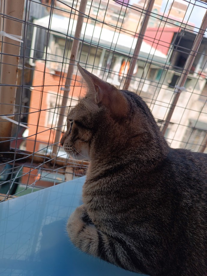 The Adorable Cat Chronicles