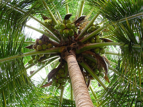 SCP-1180: A Delightful Collection of Coconuts