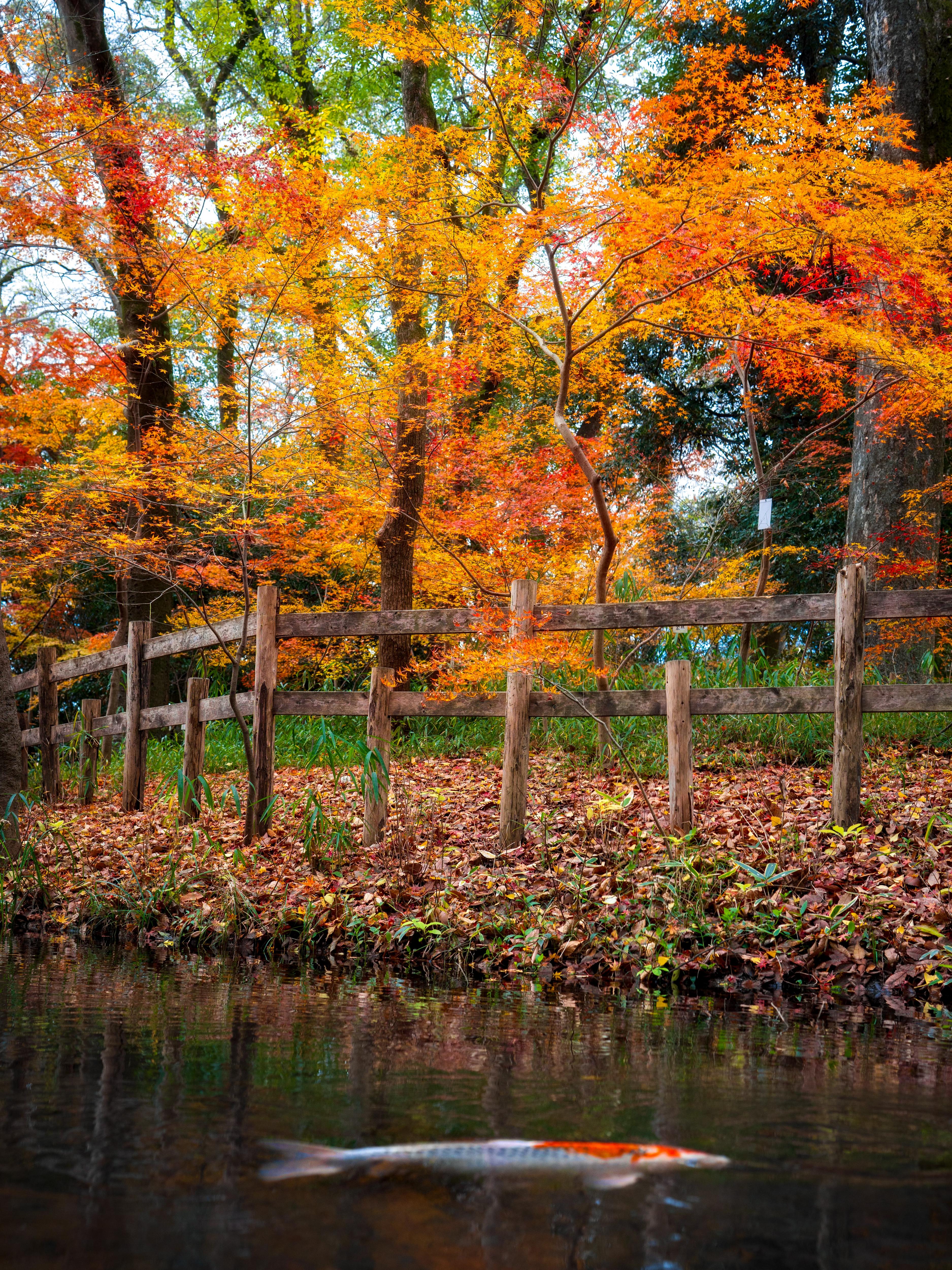Discover the Beauty of Kyoto in 2024