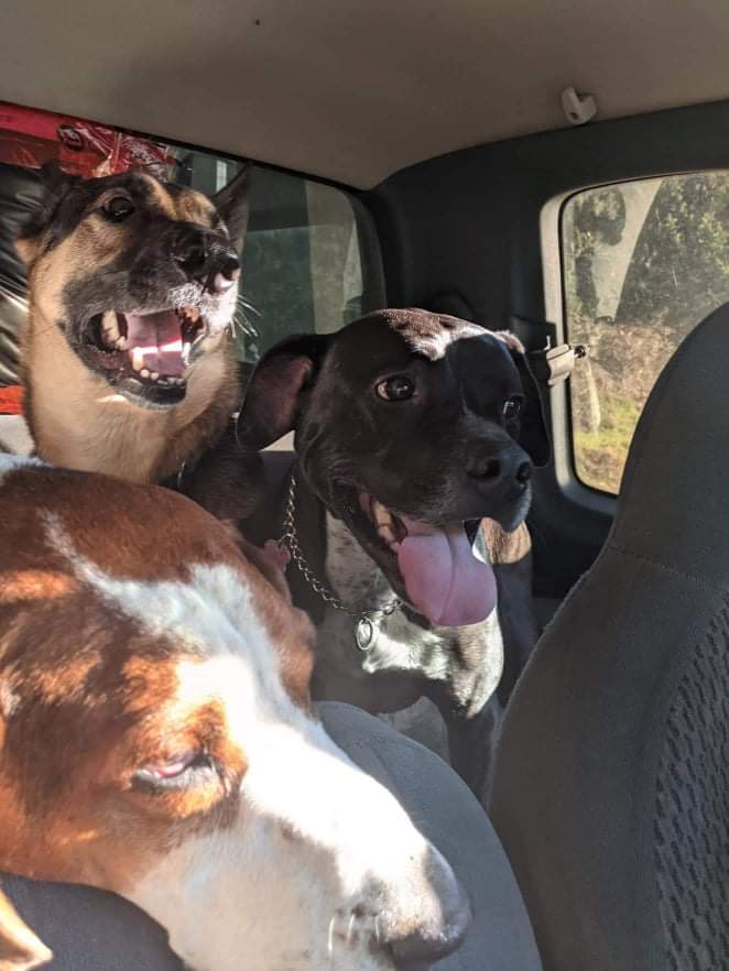 Three Dogs in a Truck: The Ultimate Walk Adventure