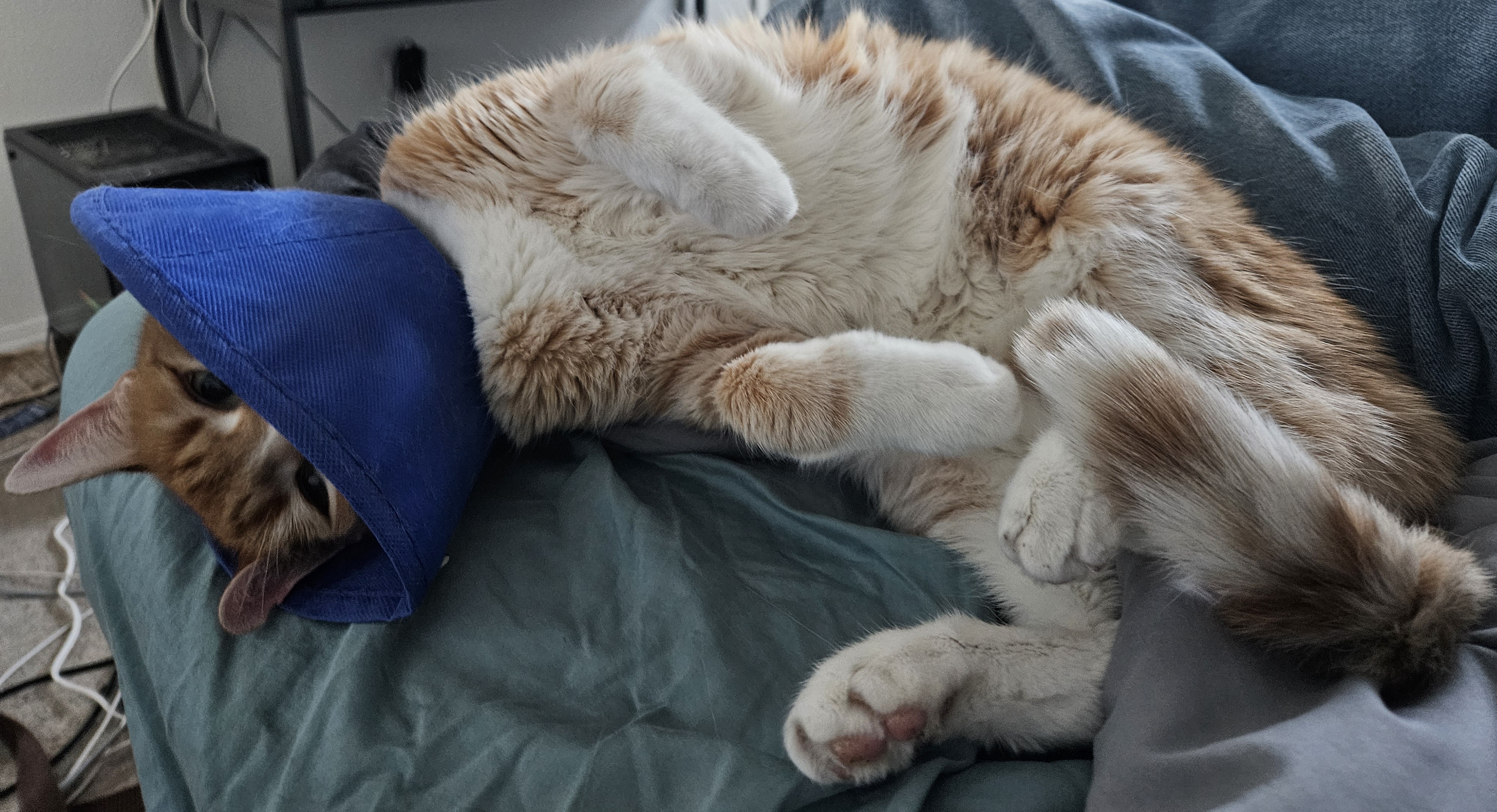 Meatloaf Stealing the Show with a Cone