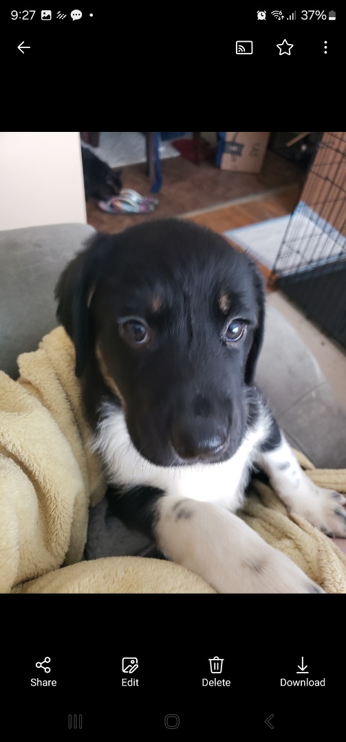 Meet Coco, the Ultimate Cuddle Monster