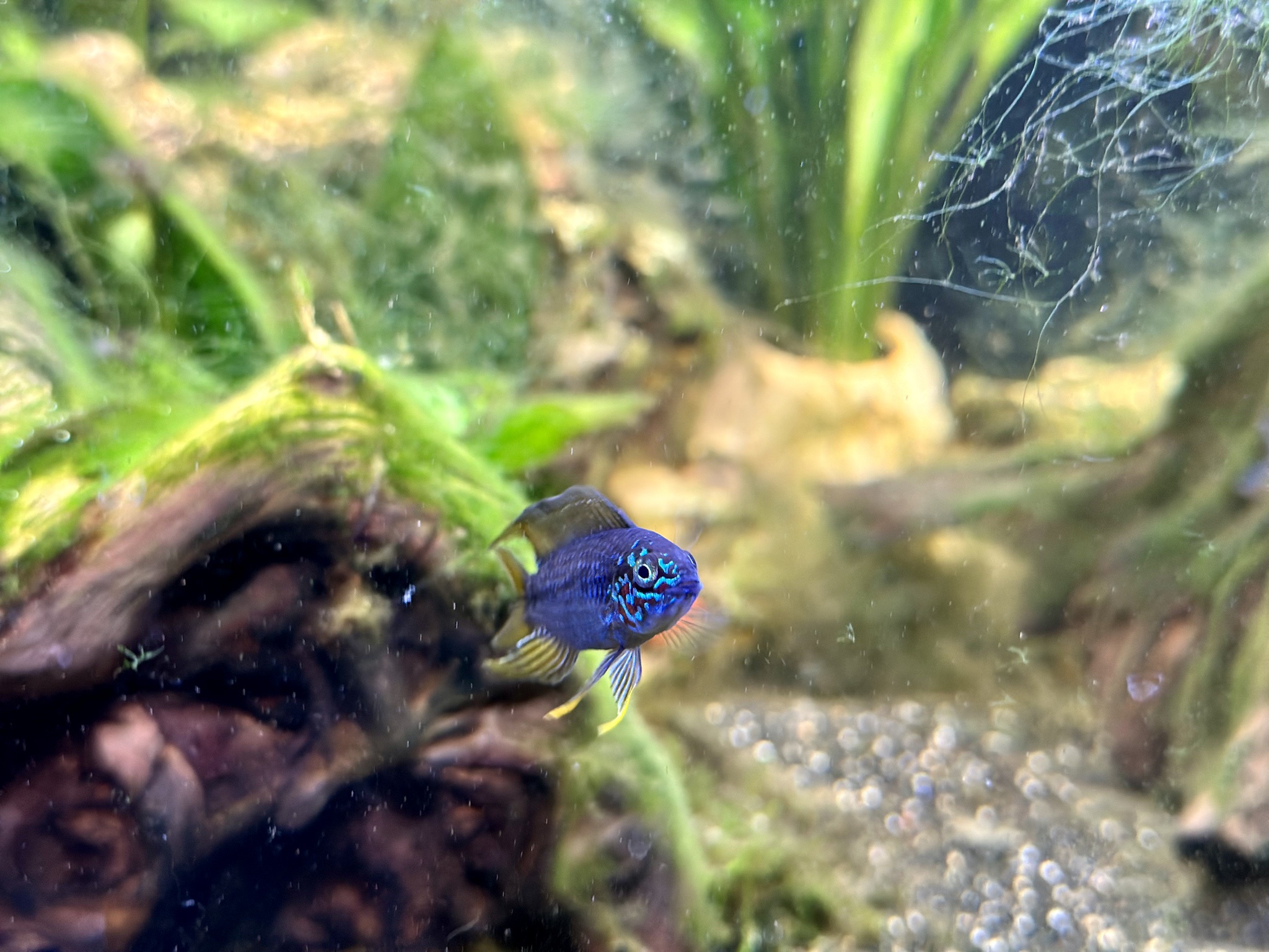 Meet the Stunning Opal Male Apistogramma Borellii