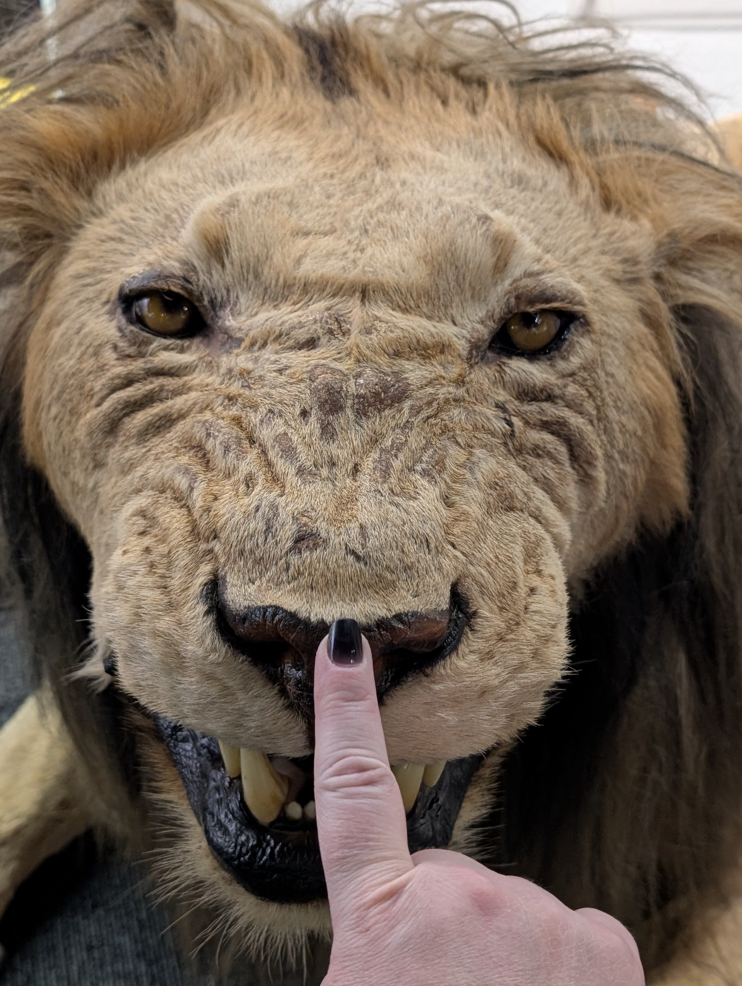 The Adorable Moment: Just a Simple Boop