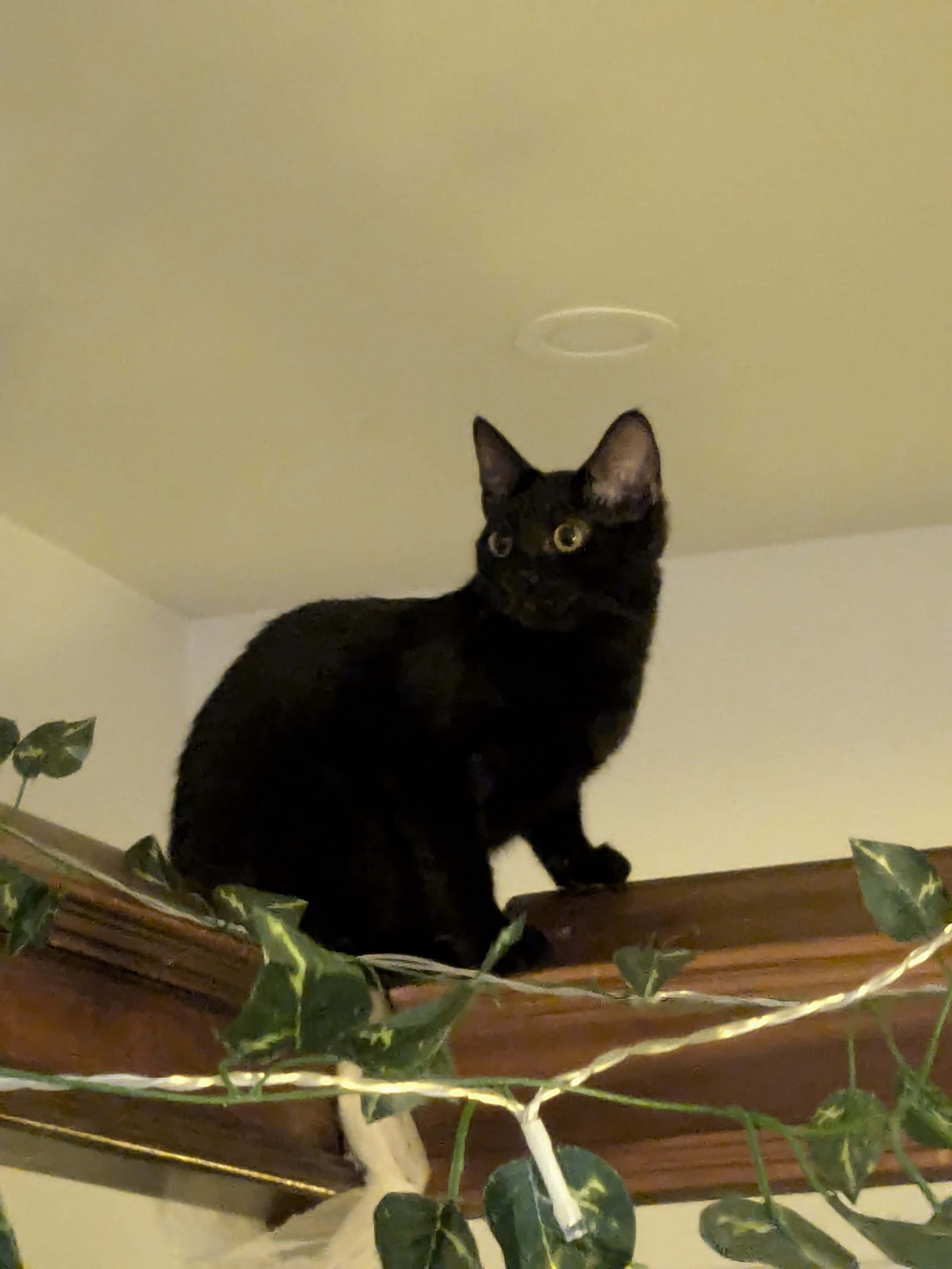 Wild Jungle Cats in Action