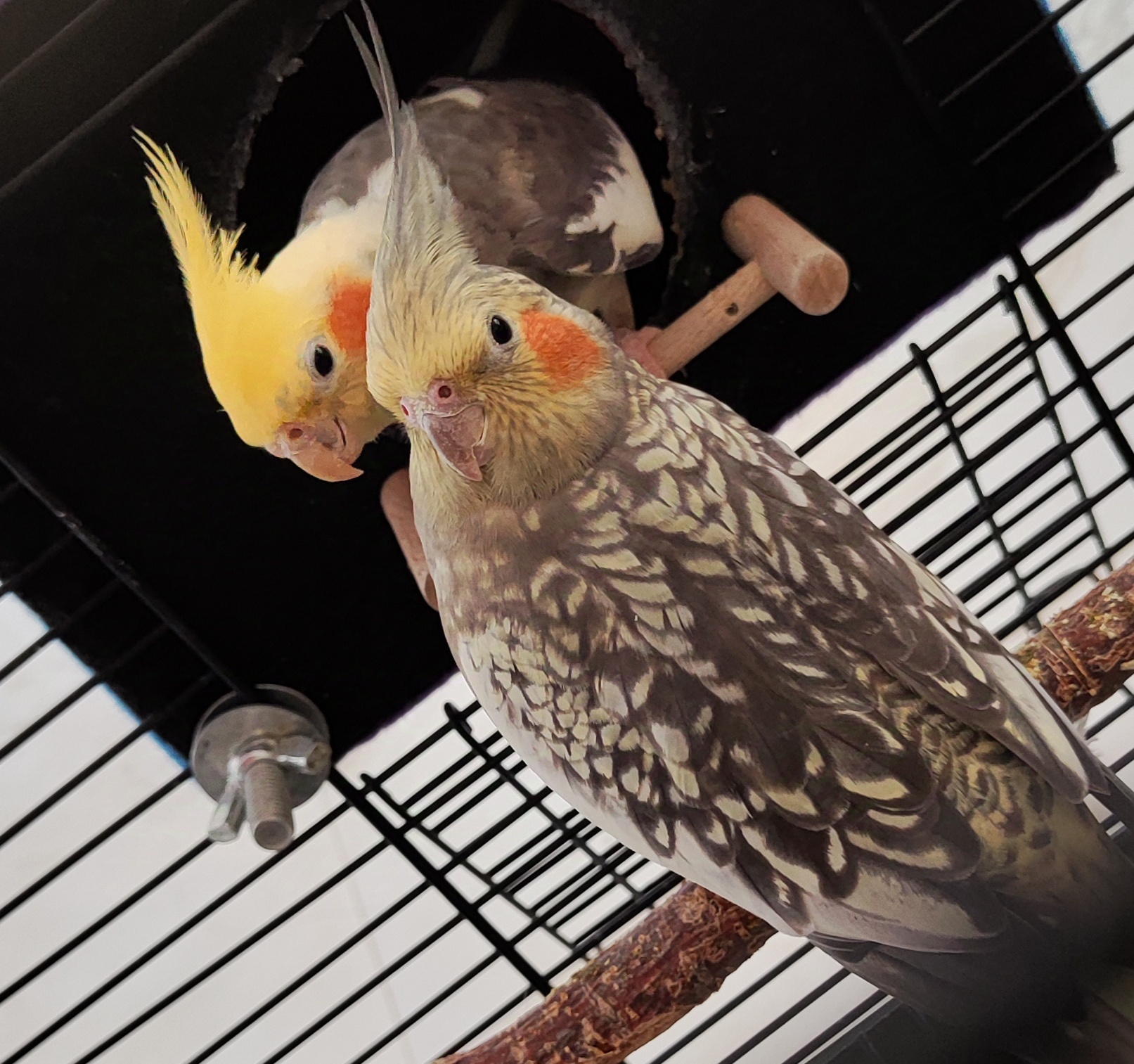 Biggie and Hommie: A Dynamic Duo