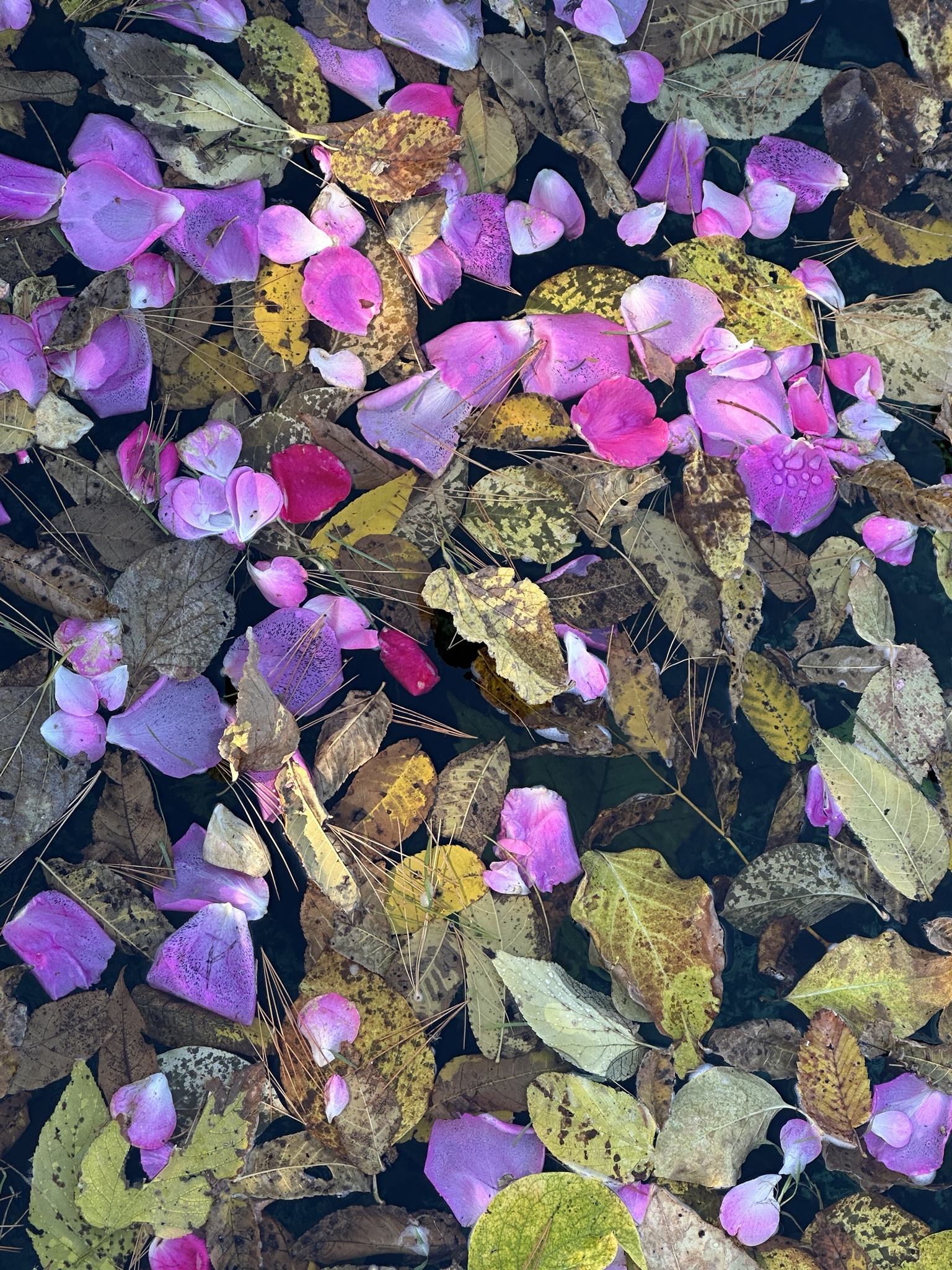 Just some random leaves and flower petals in a fountain by my house—thought it made a lovely photo! Wishing you all a fantastic day!