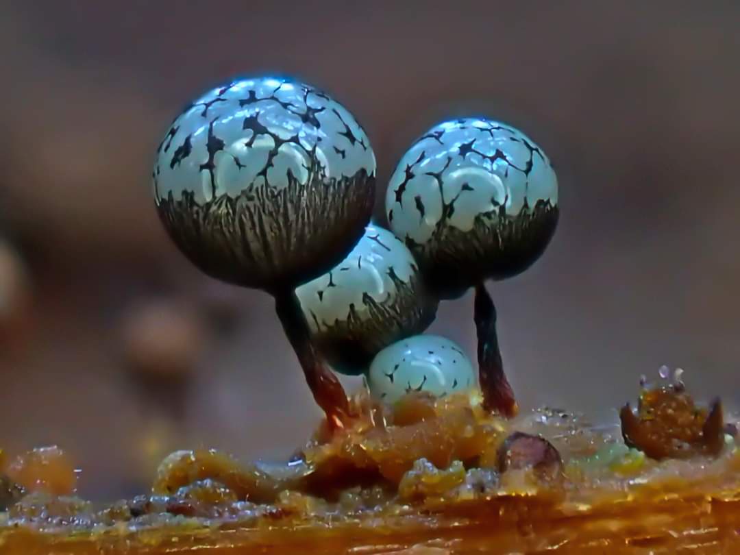 Check Out Cribraria vulgaris in Its Stunning Cool Blue Phase!