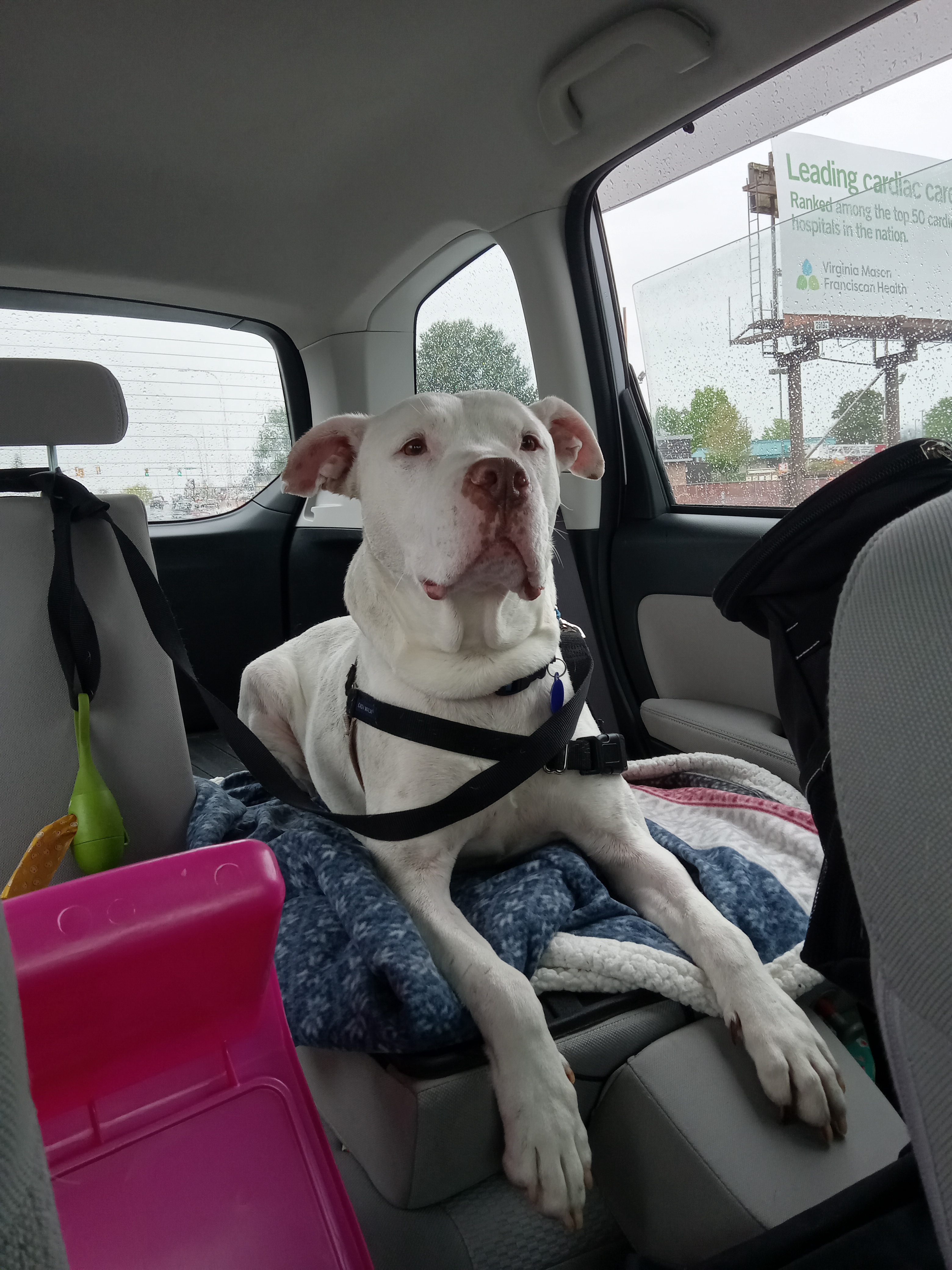 Foster Dog Chronicles: 7 Months of Love and Updates