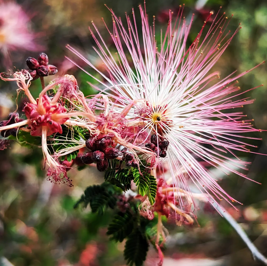 Fairy Duster: A Unique and Native Arizona Treasure :)