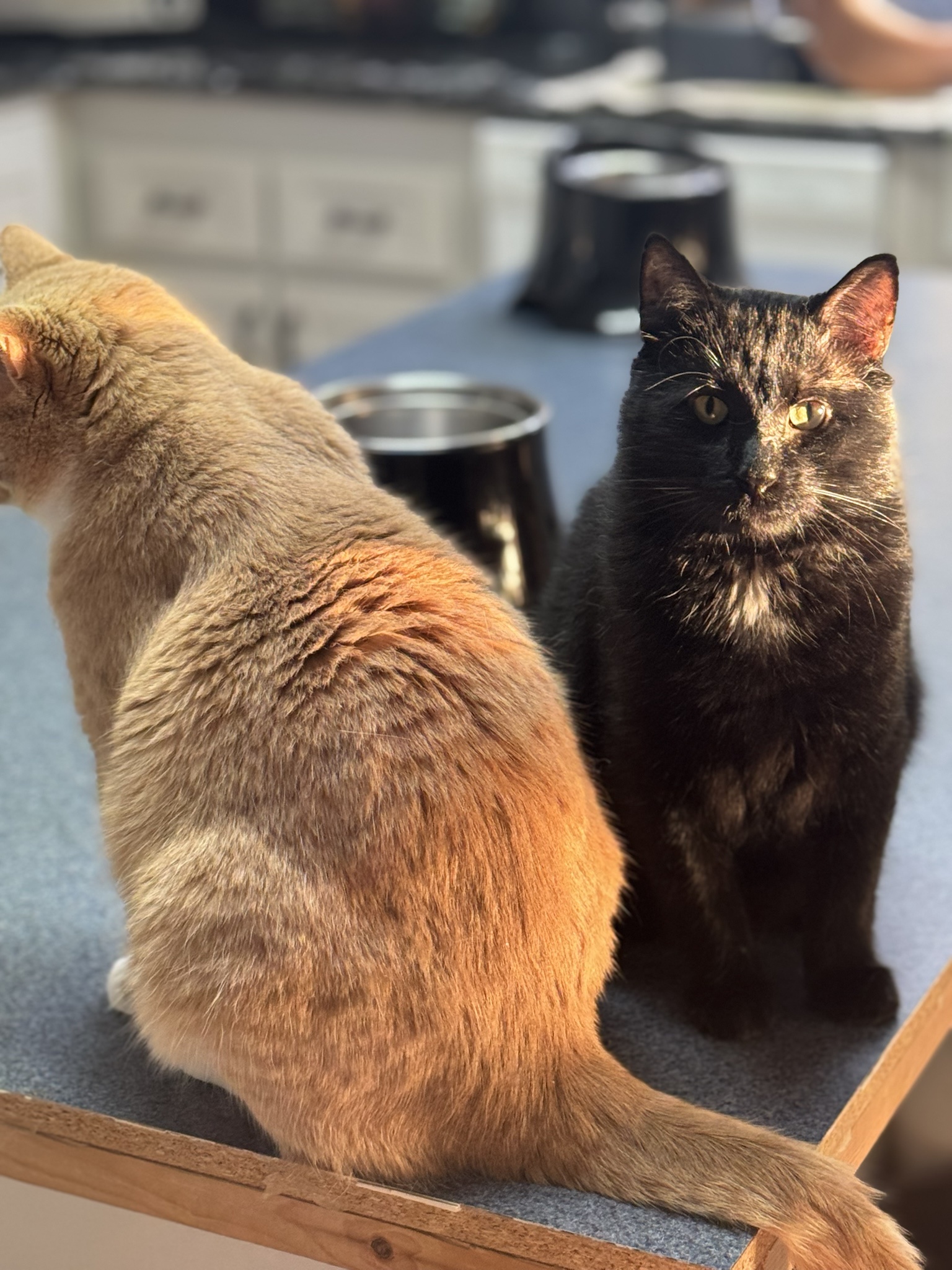 Boris and Jett remind you to hang in there this Caturday!